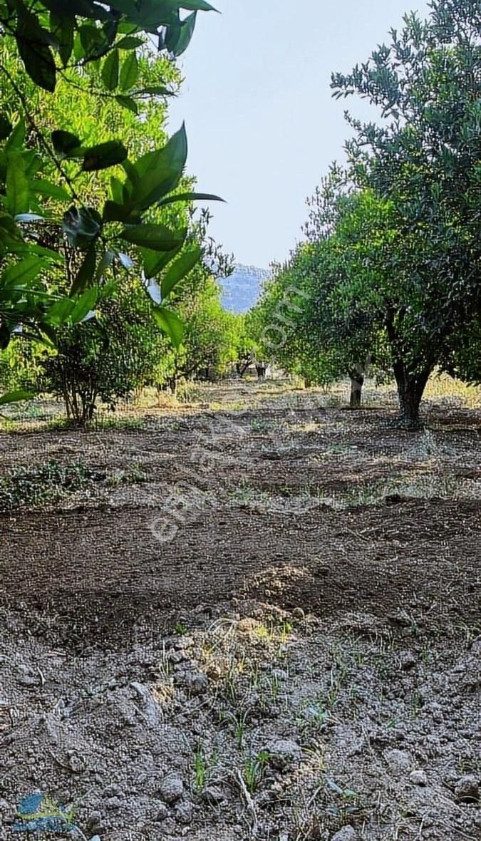 Demre Köşkerler Satılık Tarla Antalya Demre'de Satılık Portakal Bahçesi