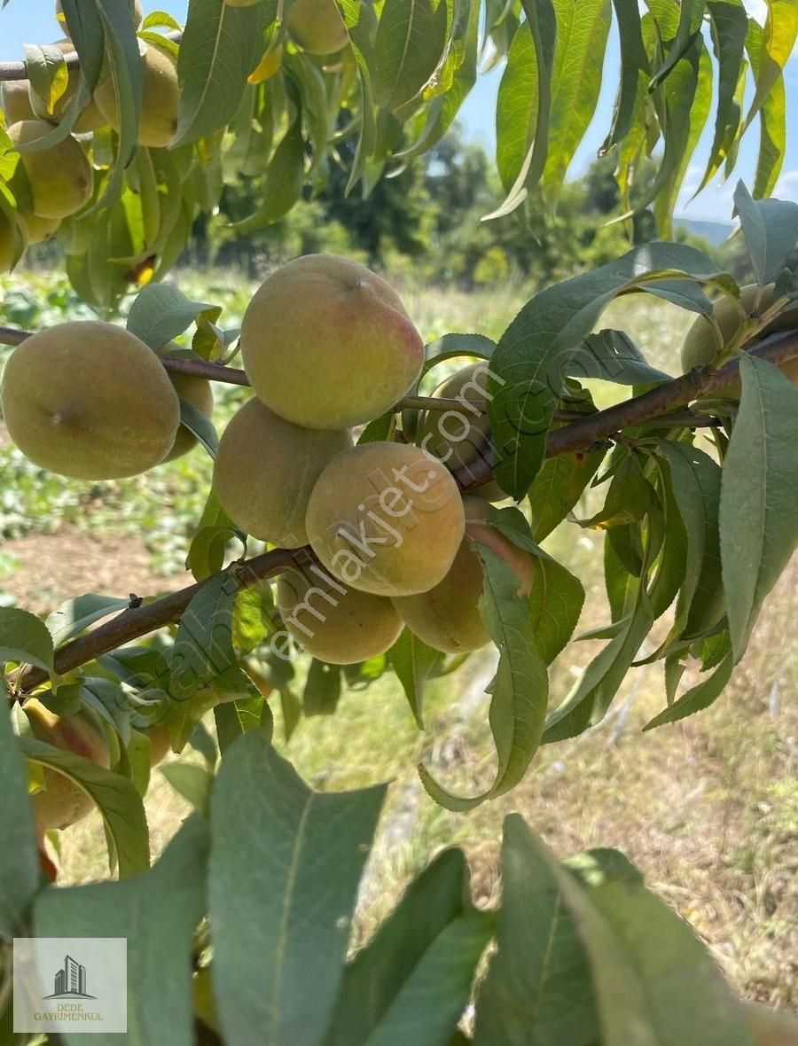 Yenişehir Burcun Köyü 4465 M2 Arsa Ve Bungalov Ev - Görsel 24