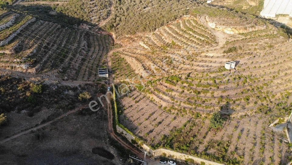 Alanya İmamlı Satılık Tarla  Alanya İmamlı Mah Satılık Tarla