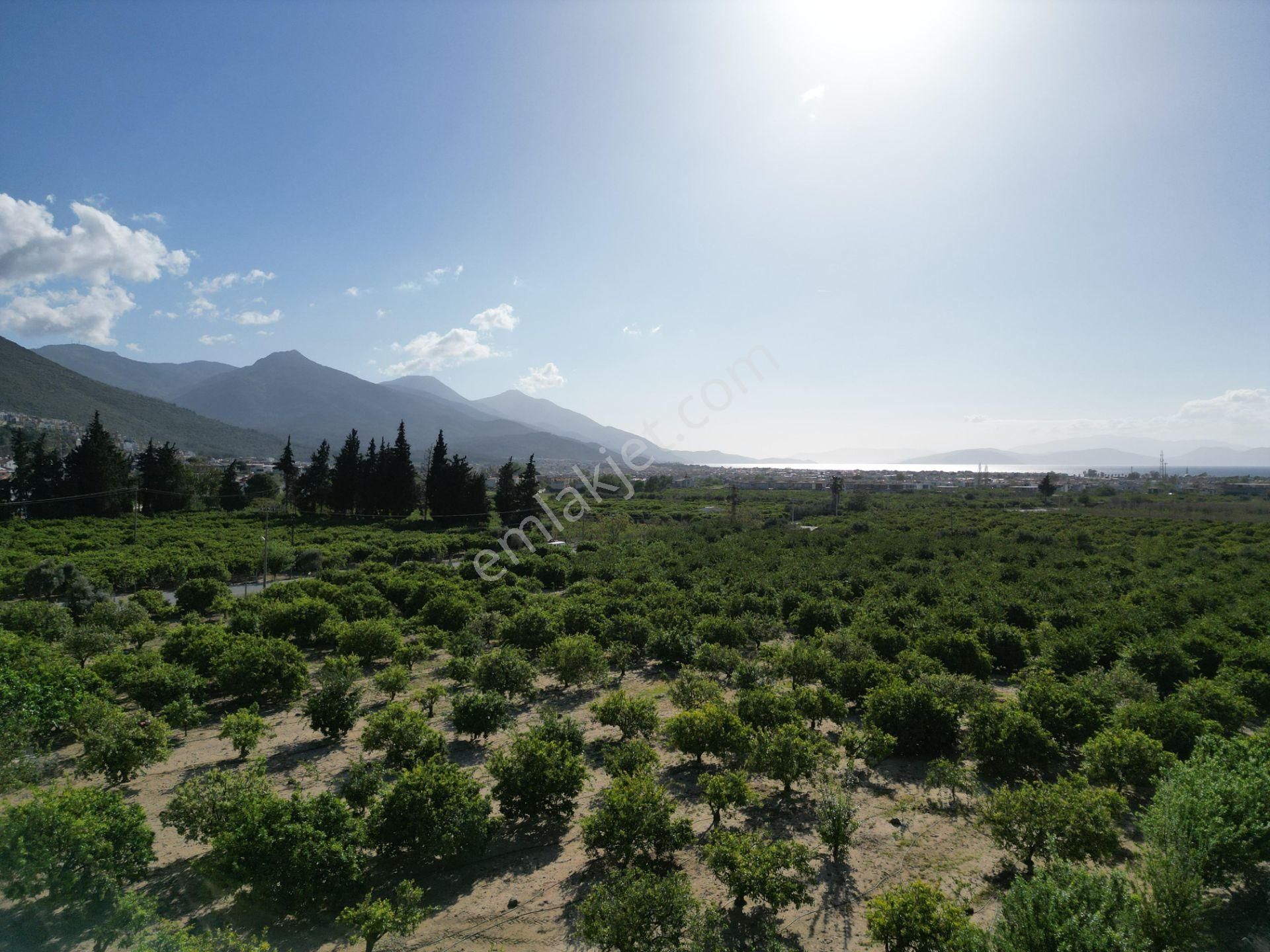 Kuşadası Davutlar Satılık Bağ & Bahçe  Kuşadası Davutlar mah. de Denize yakın mandalina bahçesi