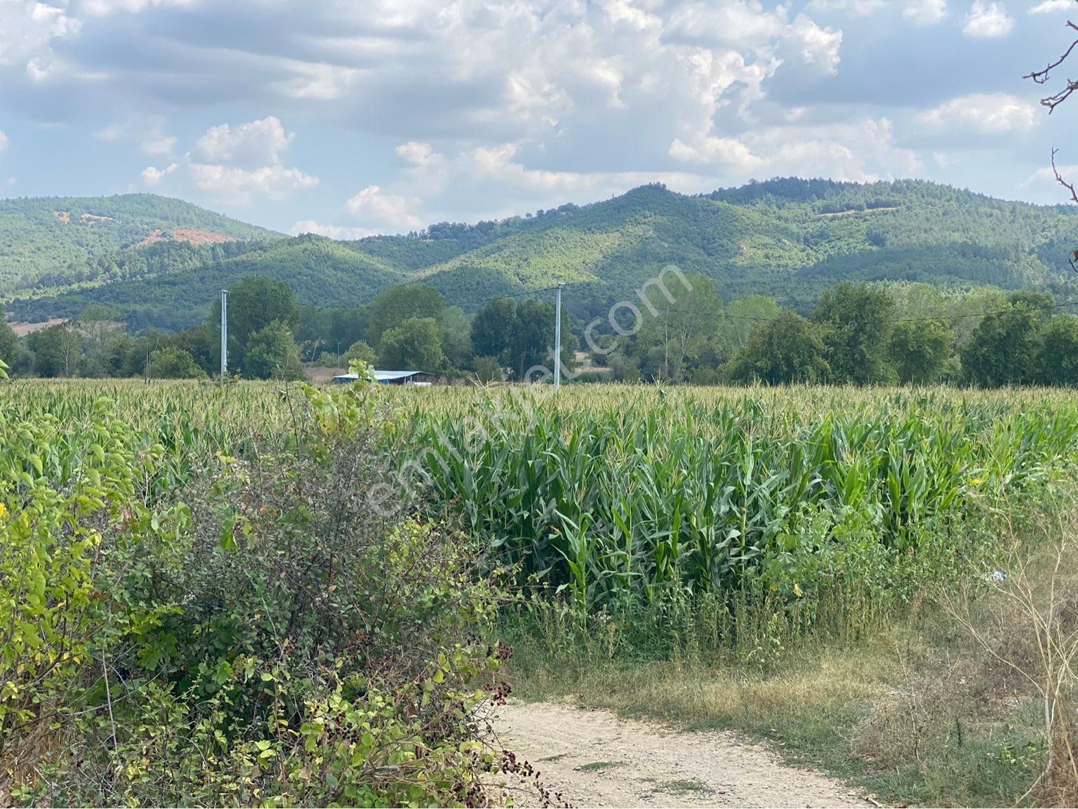 Yenice Çakır Köyü Satılık Konut İmarlı YENİCE ÇAKIR KÖYÜ SATILIK TARLA