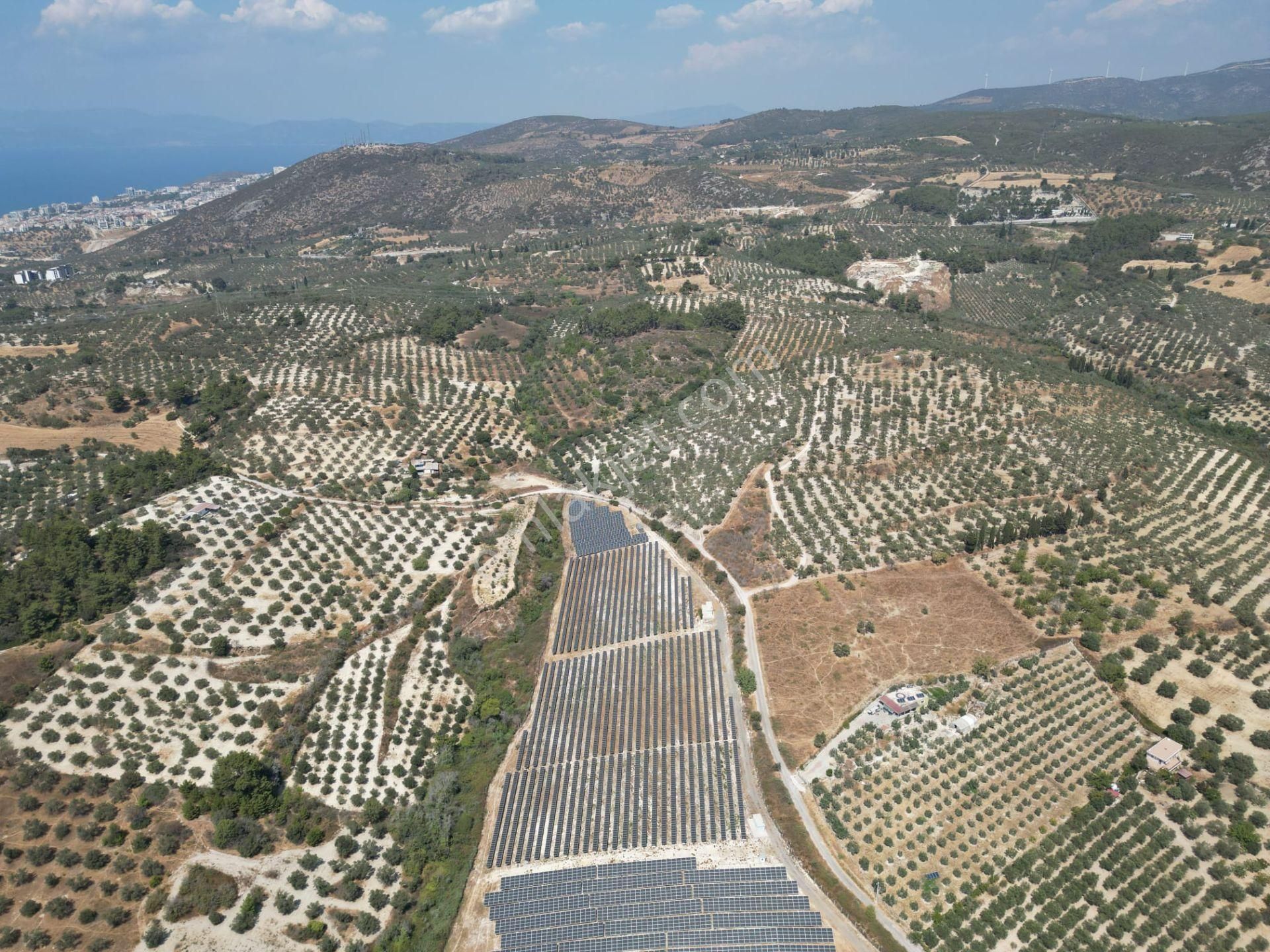 İmara Yakın-kısmi Manzaralı-merkeze 5 Dk Mesafede-yatırımlık Kacırılmayacak 12 Dönüm Zeytınlik - Görsel 3