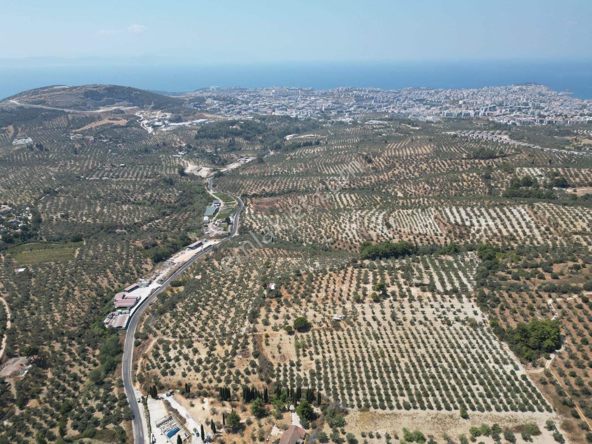 İmara Yakın-kısmi Manzaralı-merkeze 5 Dk Mesafede-yatırımlık Kacırılmayacak 12 Dönüm Zeytınlik - Görsel 4