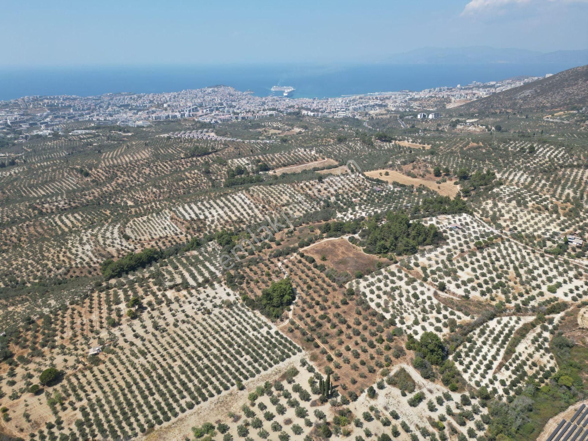İmara Yakın-kısmi Manzaralı-merkeze 5 Dk Mesafede-yatırımlık Kacırılmayacak 12 Dönüm Zeytınlik - Görsel 5