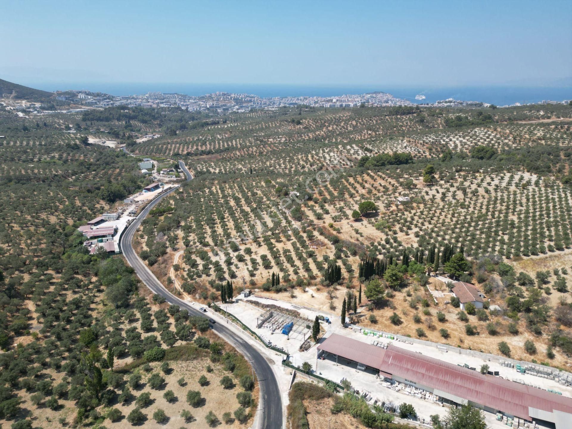 İmara Yakın-kısmi Manzaralı-merkeze 5 Dk Mesafede-yatırımlık Kacırılmayacak 12 Dönüm Zeytınlik - Görsel 15