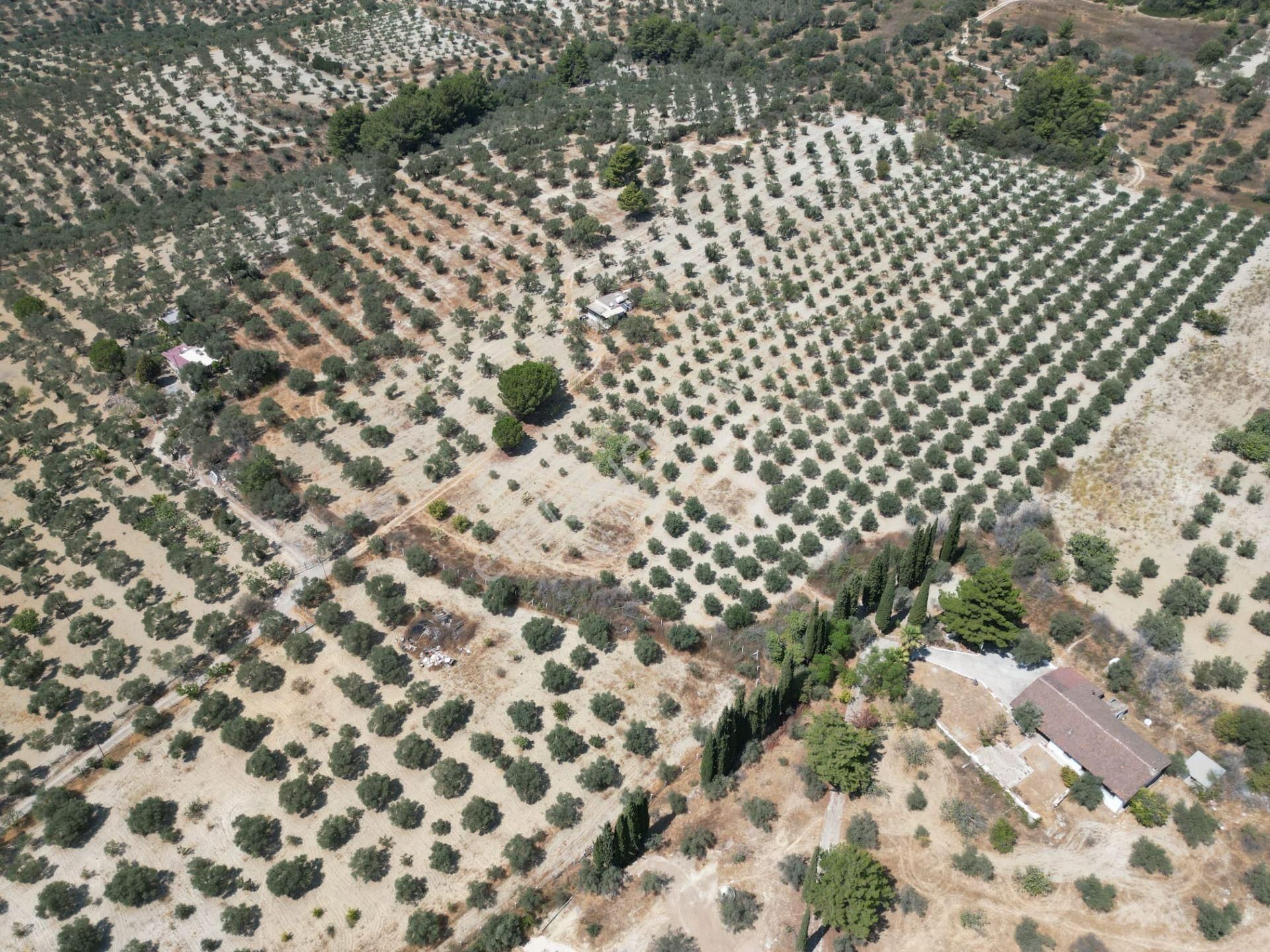 İmara Yakın-kısmi Manzaralı-merkeze 5 Dk Mesafede-yatırımlık Kacırılmayacak 12 Dönüm Zeytınlik - Görsel 11