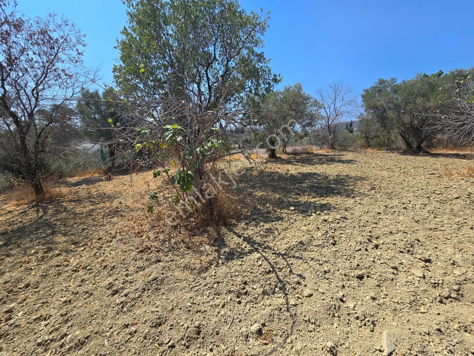 İmara Yakın-kısmi Manzaralı-merkeze 5 Dk Mesafede-yatırımlık Kacırılmayacak 12 Dönüm Zeytınlik - Görsel 26