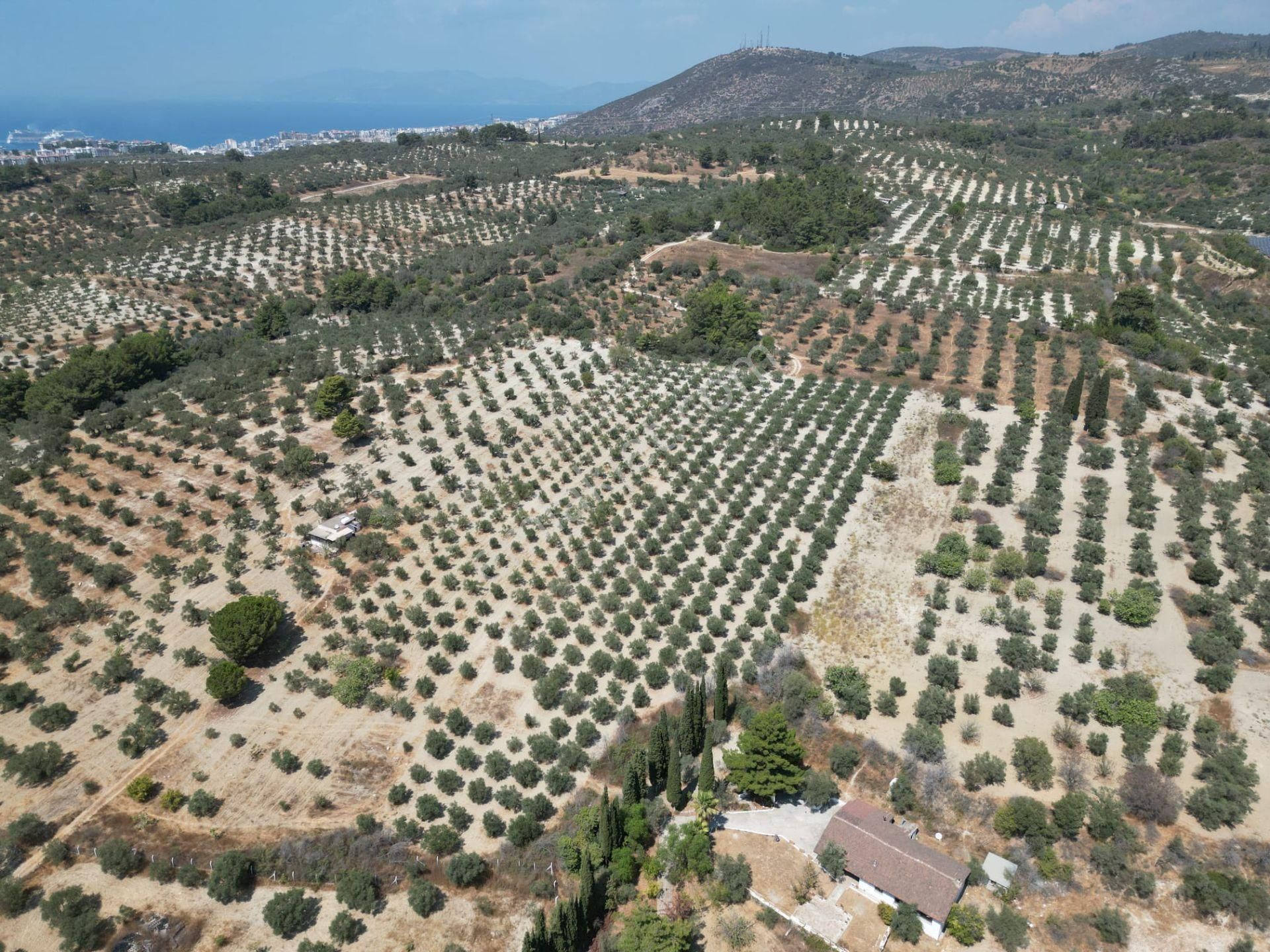 İmara Yakın-kısmi Manzaralı-merkeze 5 Dk Mesafede-yatırımlık Kacırılmayacak 12 Dönüm Zeytınlik - Görsel 13