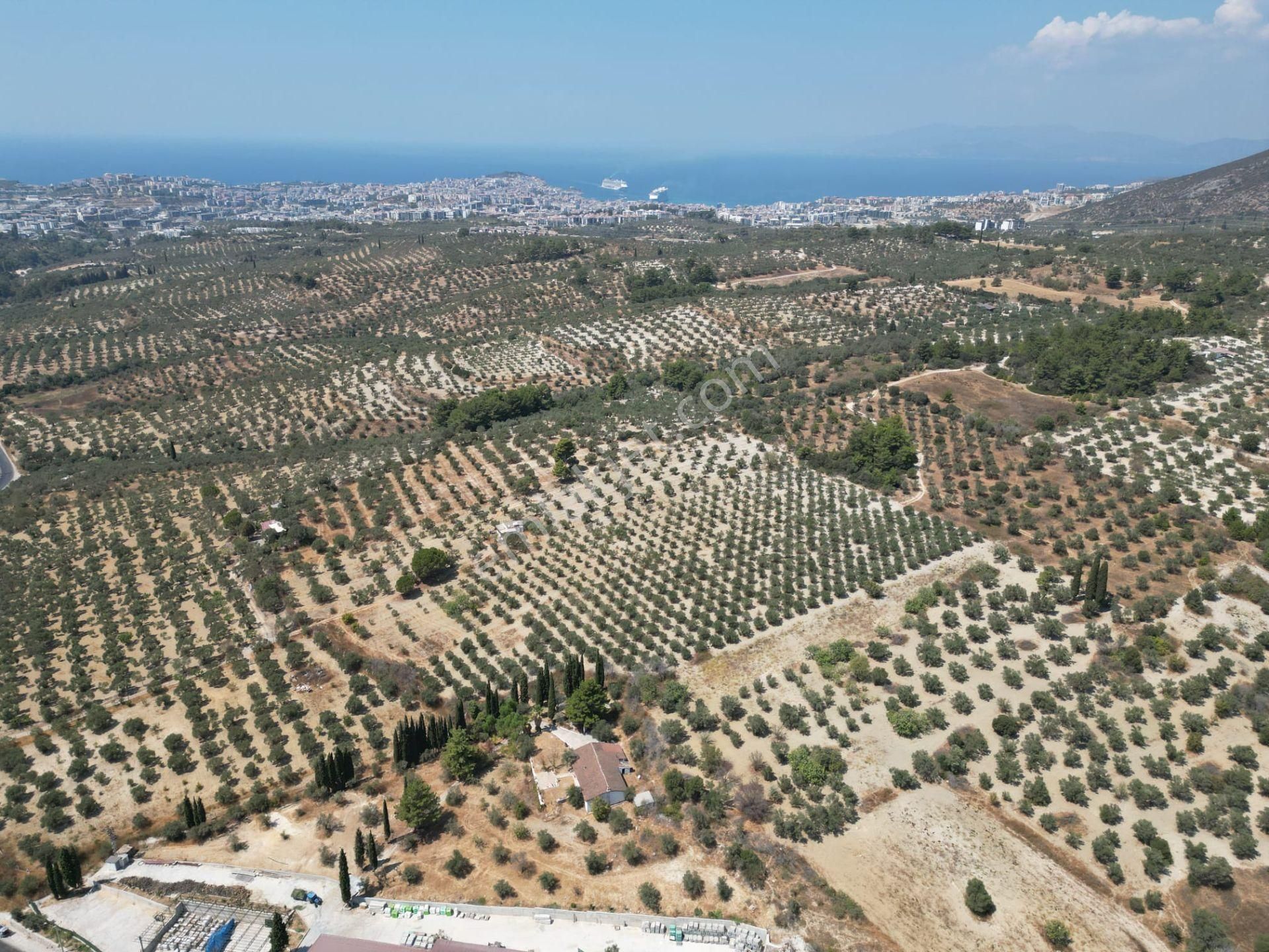 İmara Yakın-kısmi Manzaralı-merkeze 5 Dk Mesafede-yatırımlık Kacırılmayacak 12 Dönüm Zeytınlik - Görsel 17