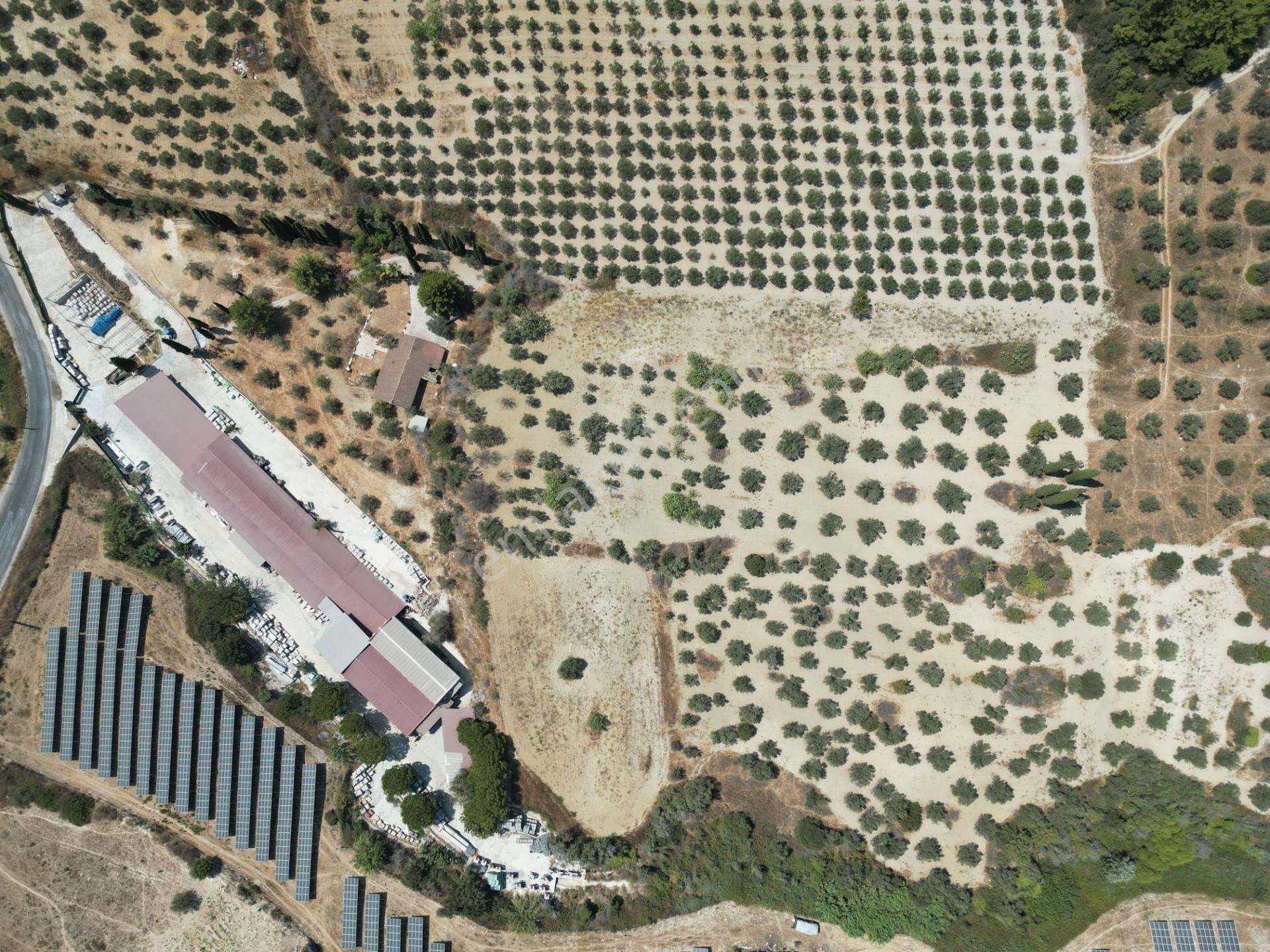 İmara Yakın-kısmi Manzaralı-merkeze 5 Dk Mesafede-yatırımlık Kacırılmayacak 12 Dönüm Zeytınlik - Görsel 16