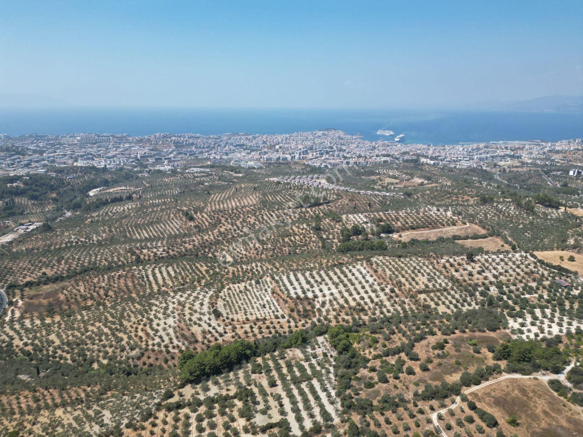 Kuşadası İkiçeşmelik Satılık Zeytinlik İmara Yakın-kısmi Manzaralı-merkeze 5 Dk Mesafede-yatırımlık Kacırılmayacak 12 Dönüm Zeytınlik