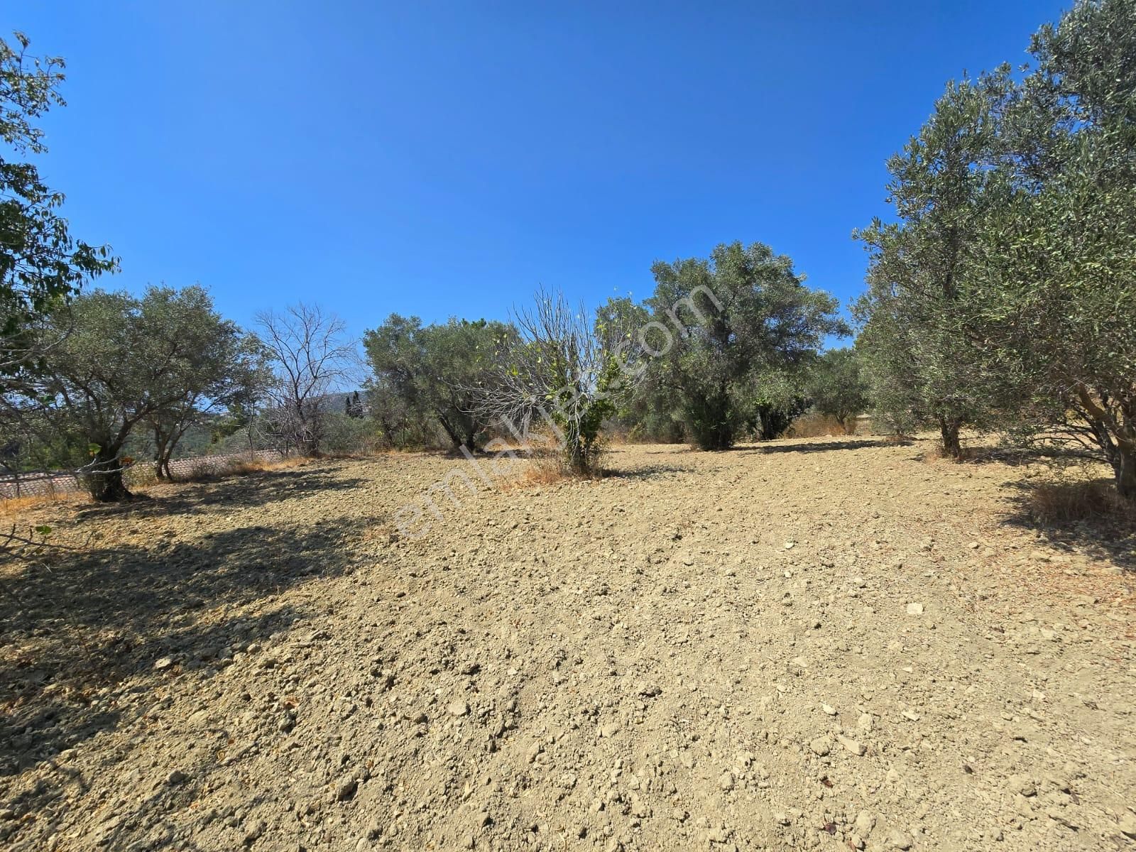 İmara Yakın-kısmi Manzaralı-merkeze 5 Dk Mesafede-yatırımlık Kacırılmayacak 12 Dönüm Zeytınlik - Görsel 25