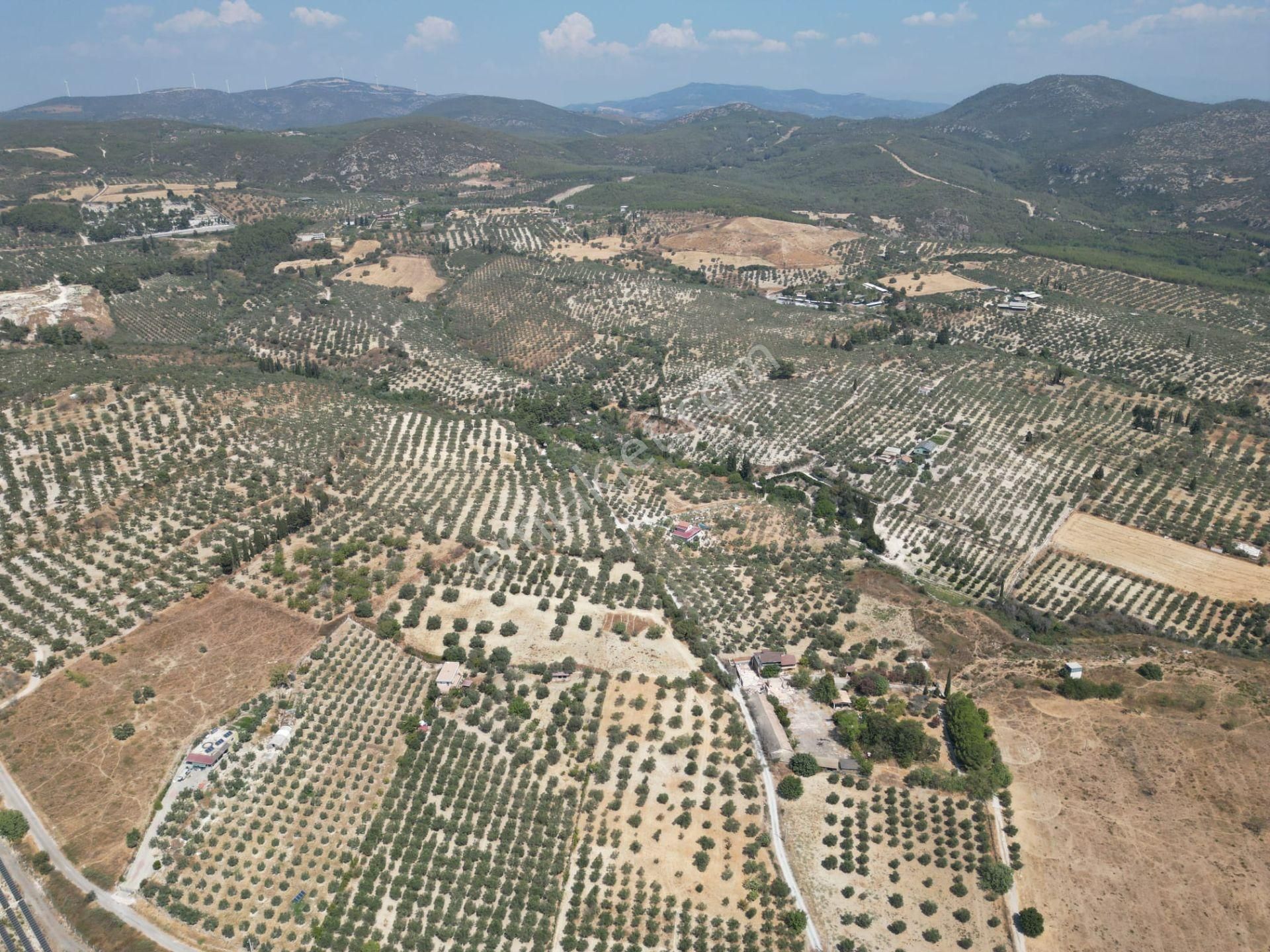 İmara Yakın-kısmi Manzaralı-merkeze 5 Dk Mesafede-yatırımlık Kacırılmayacak 12 Dönüm Zeytınlik - Görsel 7