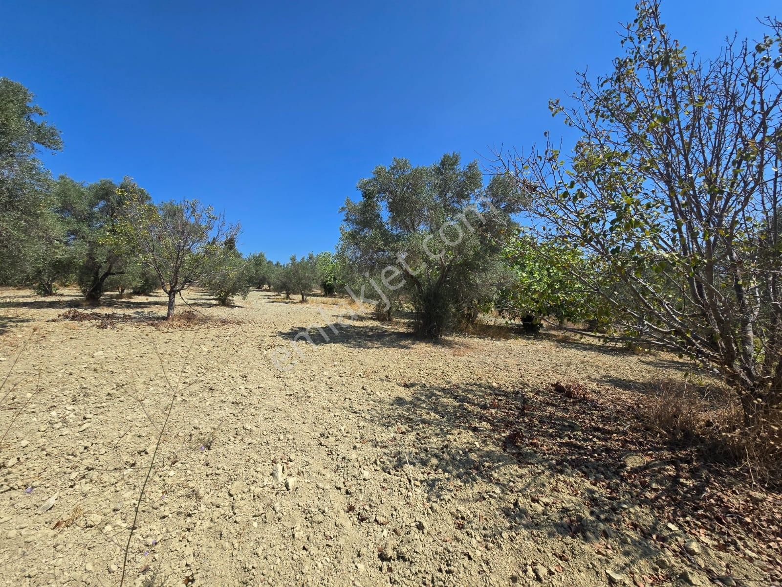 İmara Yakın-kısmi Manzaralı-merkeze 5 Dk Mesafede-yatırımlık Kacırılmayacak 12 Dönüm Zeytınlik - Görsel 27