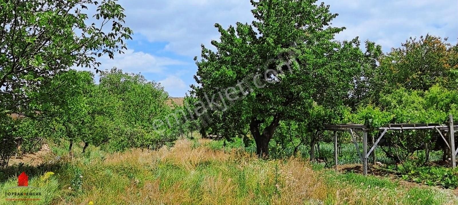 Çayırbağında 2200m2 Köy İçinde Kuyulu Daire Takaslı Bahçe - Görsel 14