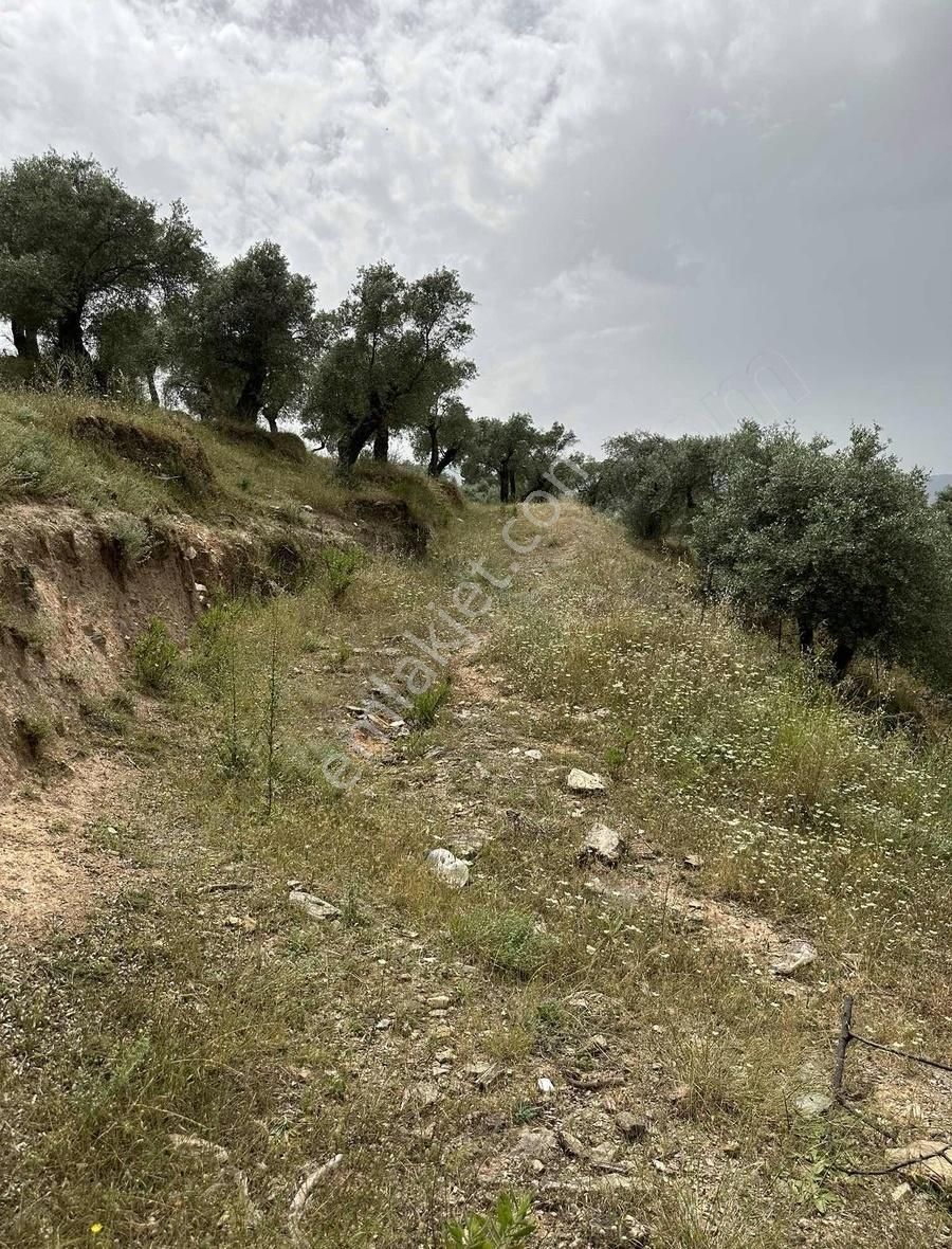 Milas Selimiye Satılık Zeytinlik MİLAS SELİMİYE MERKEZE 5 dk MESAFEDE ARAÇLA ULAŞIM İMKANLI