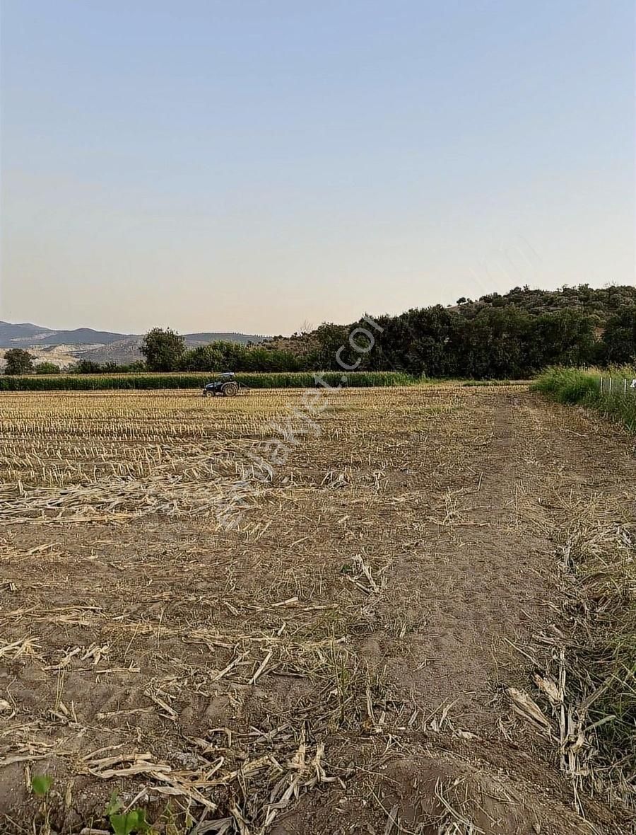 Milas Kafacada Mahalleye Yürüme Mesafesinde Fırsat Arazi - Görsel 9