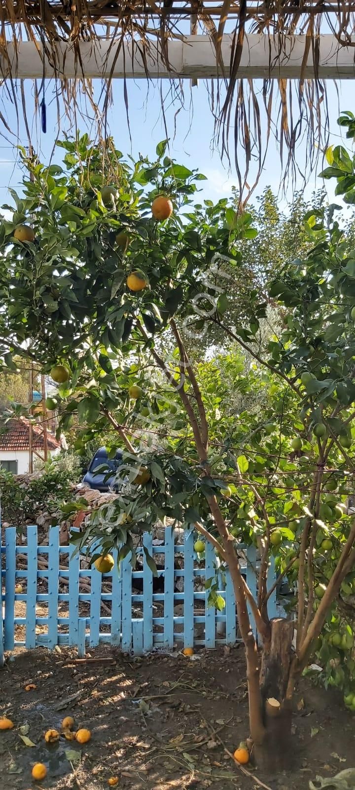 Aydın Söke Mimarsan Emlaktan Güllübahçe Beldesinde Satılık Müstakil Avlulu Taş Ev - Görsel 30