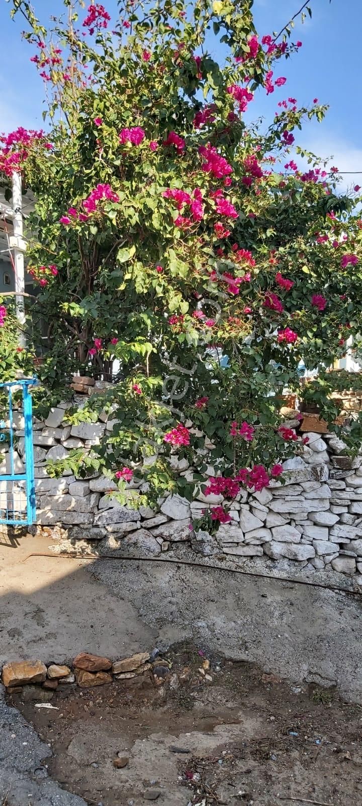 Aydın Söke Mimarsan Emlaktan Güllübahçe Beldesinde Satılık Müstakil Avlulu Taş Ev - Görsel 26