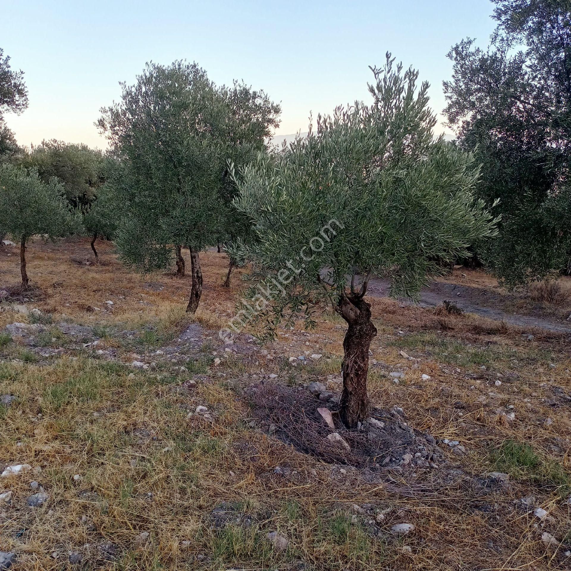 Sultanhisar Kavaklı Satılık Bağ & Bahçe Sultanhisar Kavakli Satılık Zeytinlik