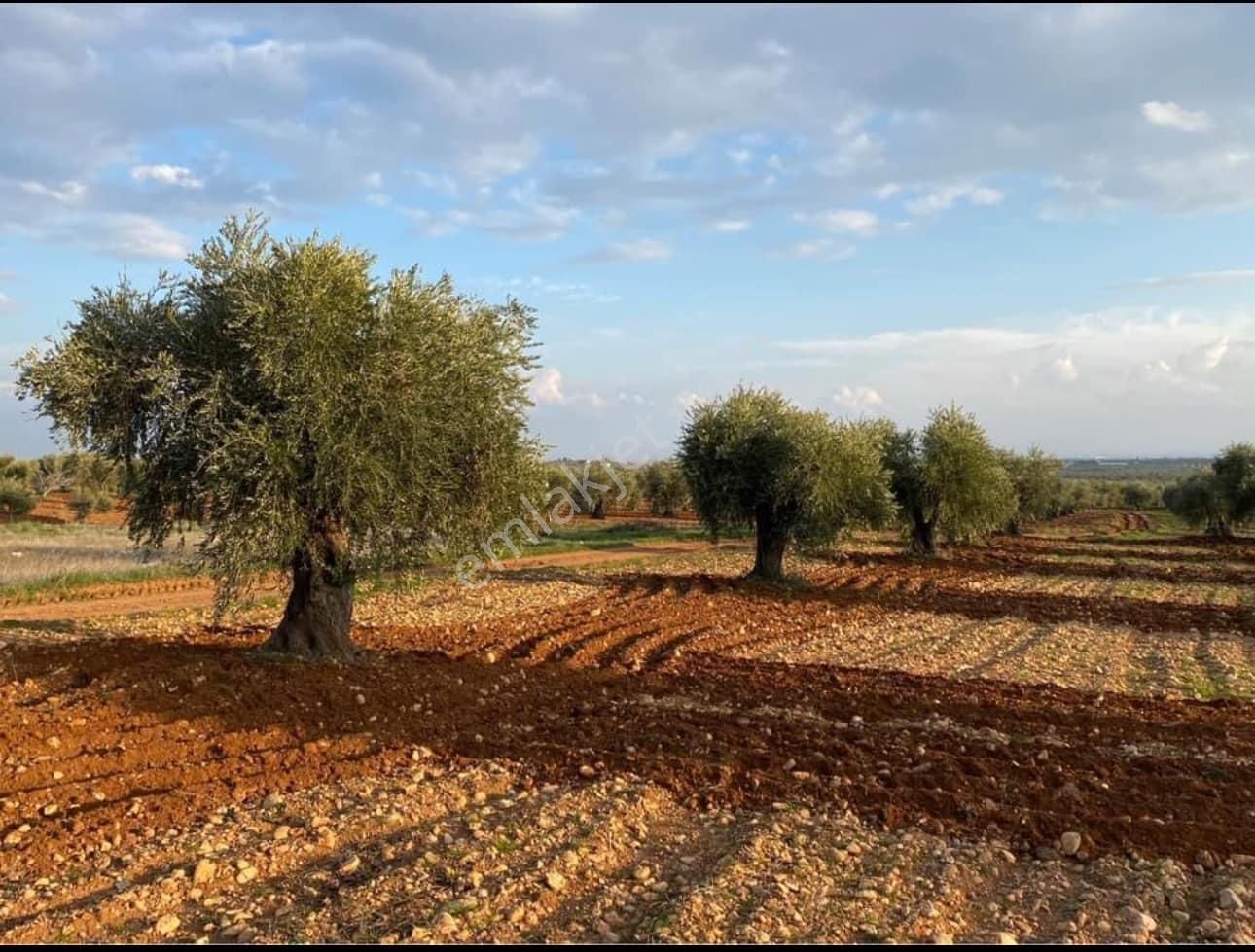 Kilis Merkez Öncü Pınar Satılık Zeytinlik KİLİS MERKEZ ÖNCÜPINAR MH SATLIK ZEYTINLIK