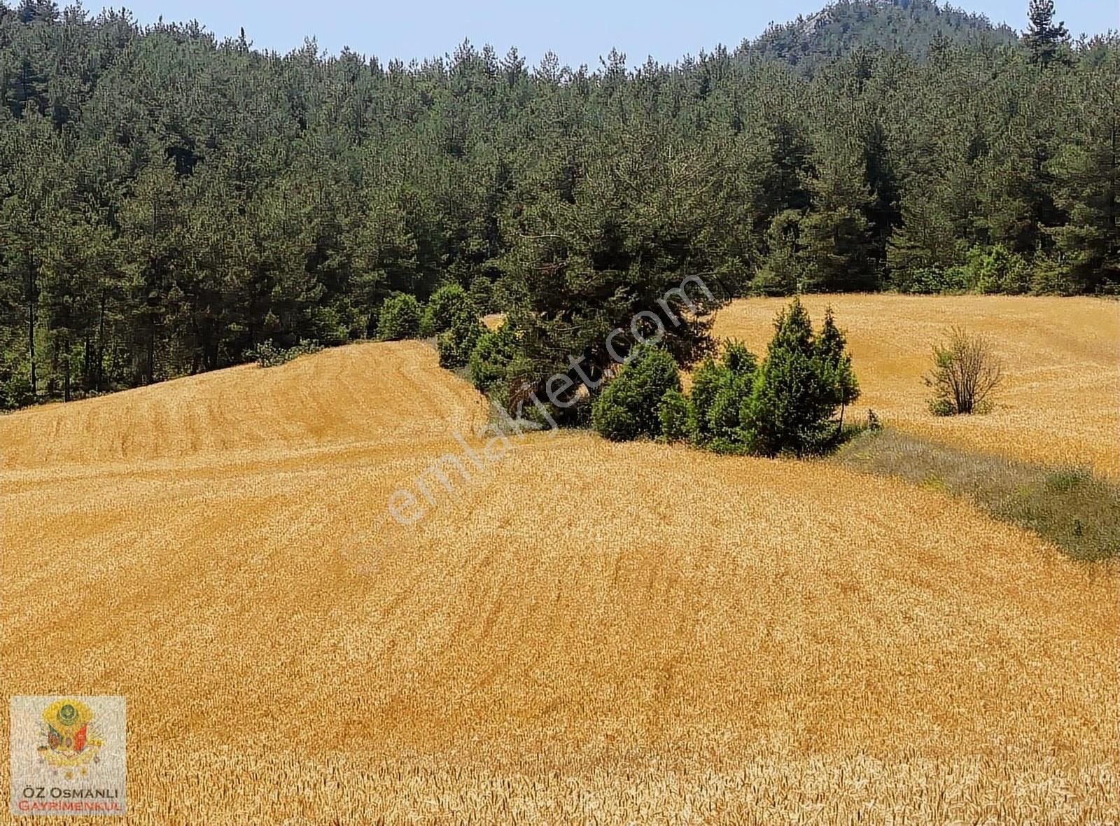 Osmaneli Günüören Köyü Satılık Tarla 2 CEPHESİ ORMAN OLUP RESMİ YOLU OLAN 3.900 M2 SATILIK TARLA