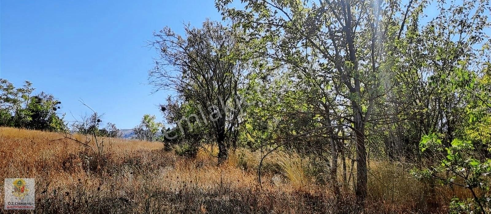 Söğüt Borcak Köyü Satılık Tarla Söğüt Merkeze 15 Dk Mesafede Kaçırılmayacak Fırsat!