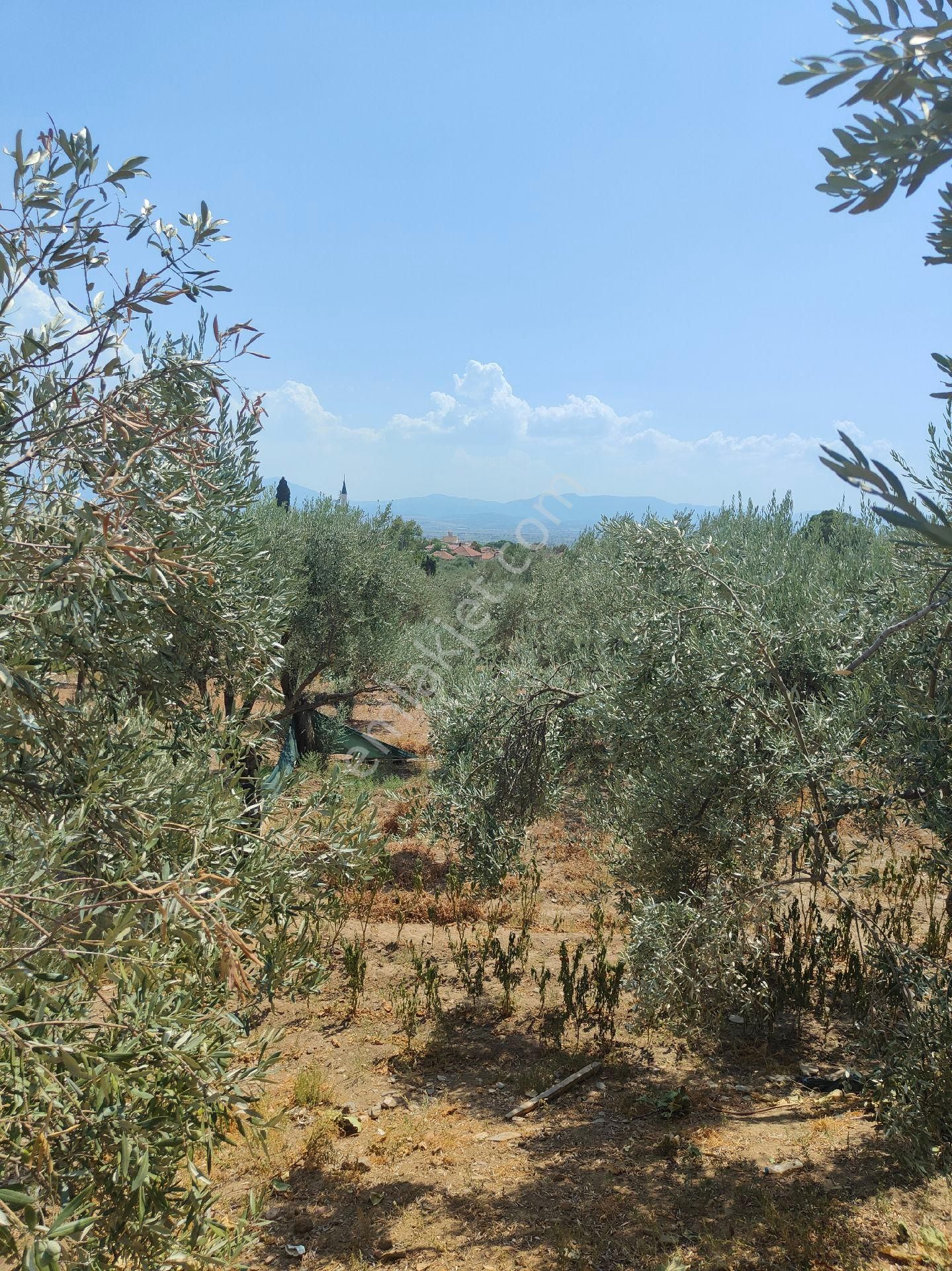 Bayındır Gayrimenkul - Bayındır Kizilcaova Satılık 2.571m2 Zeytinlik - Görsel 7