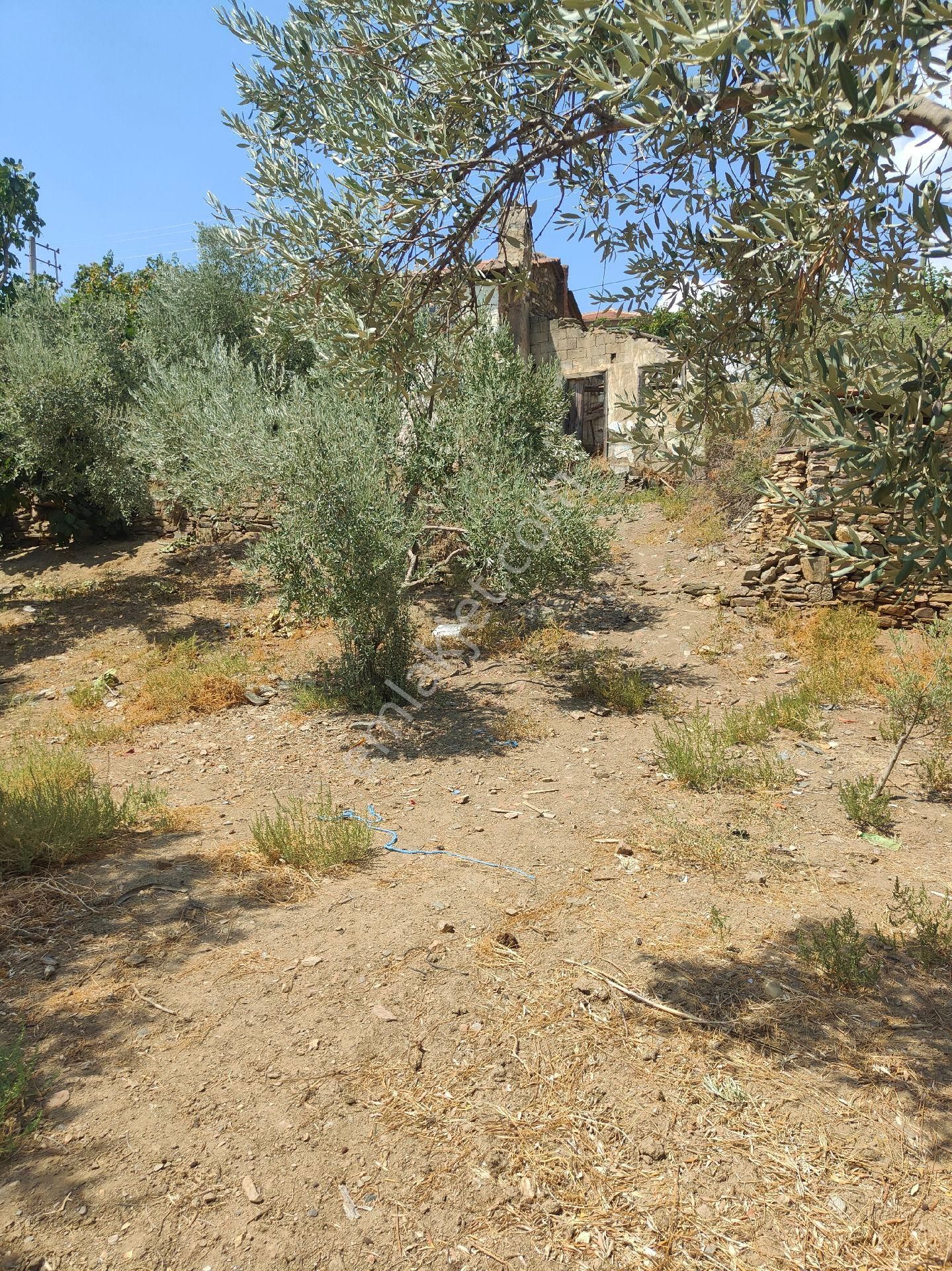 Bayındır Gayrimenkul - Bayındır Kizilcaova Satılık 2.571m2 Zeytinlik - Görsel 9