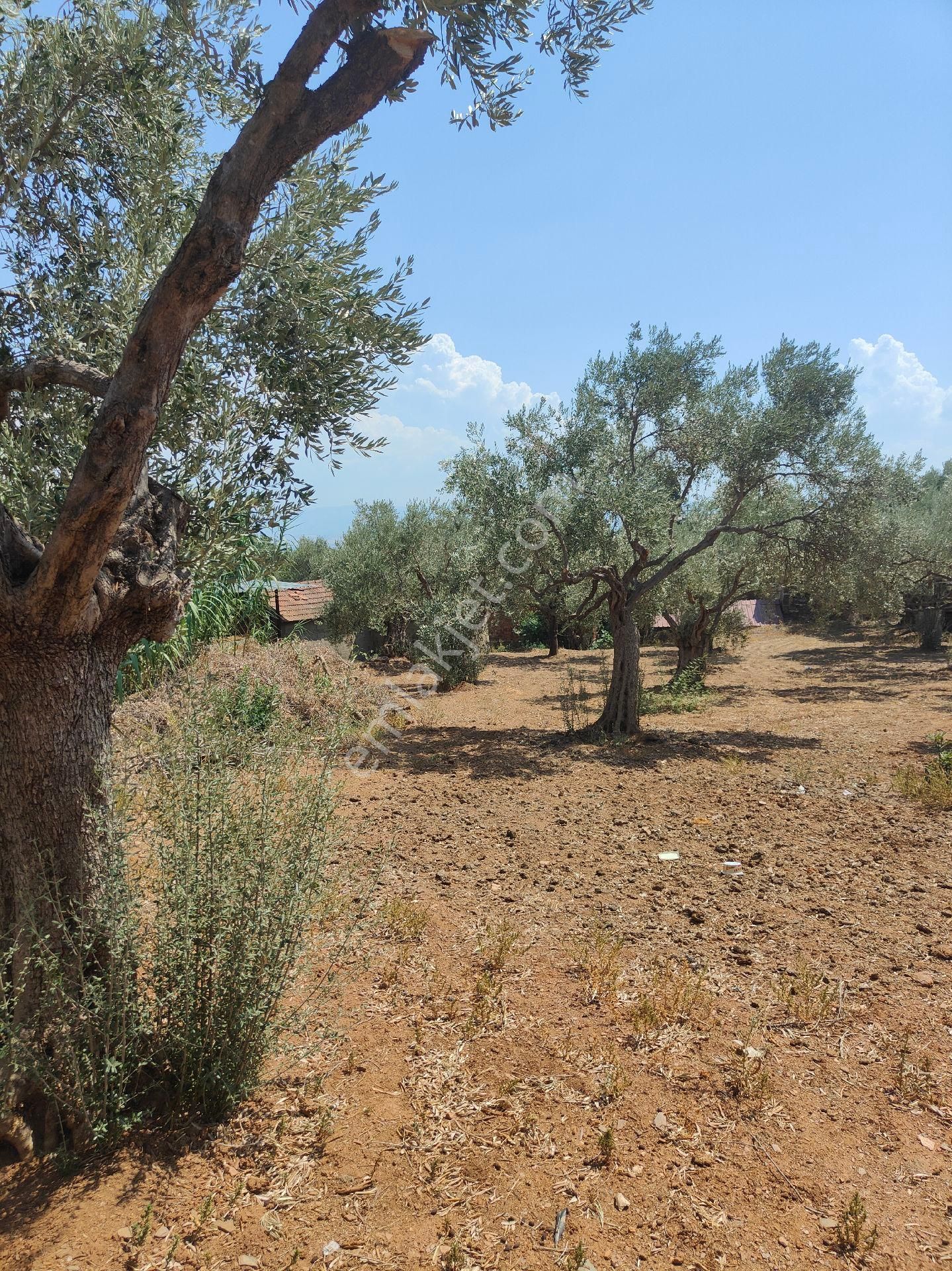 Bayındır Gayrimenkul - Bayındır Kizilcaova Satılık 2.571m2 Zeytinlik - Görsel 15