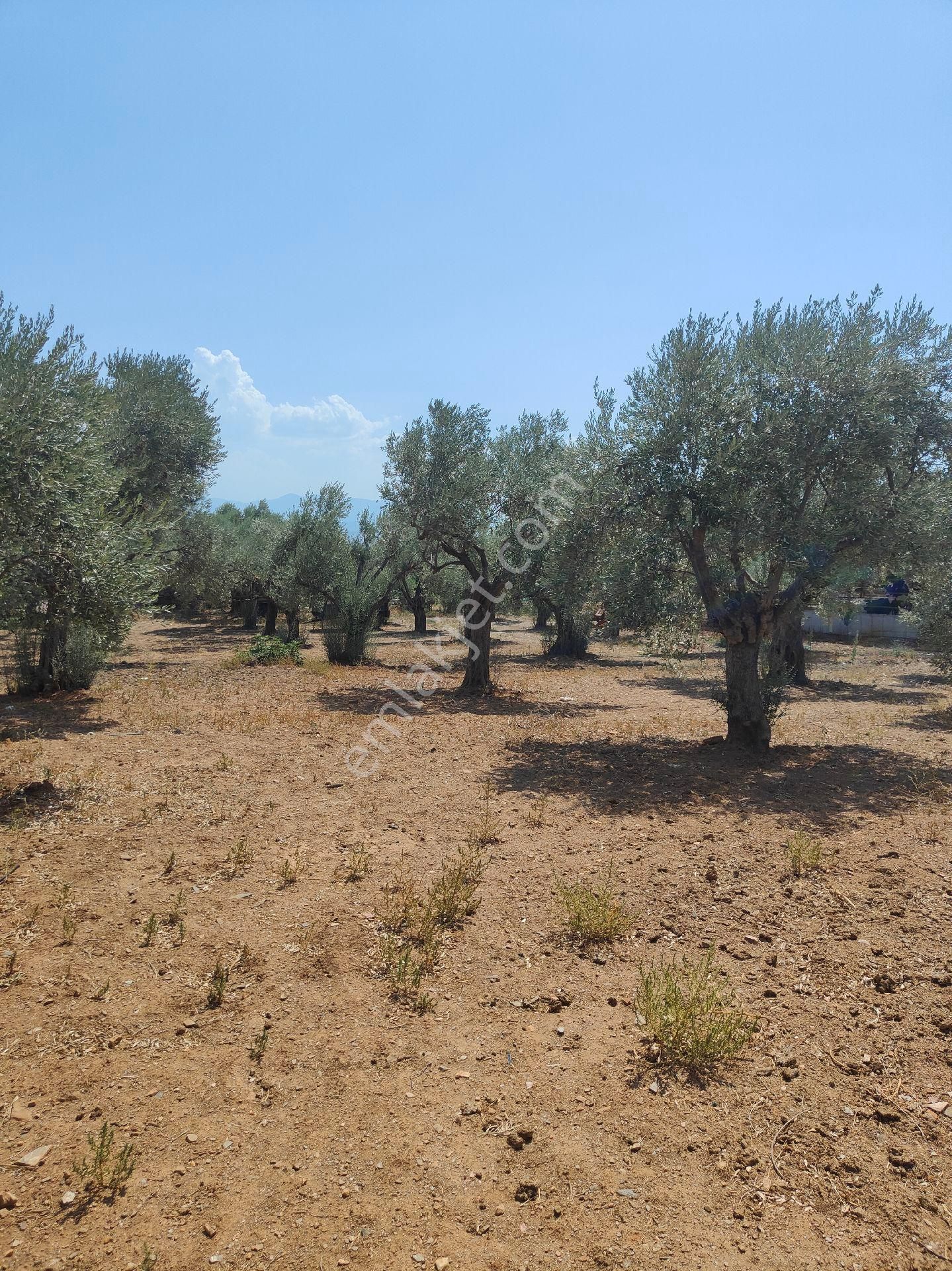 Bayındır Gayrimenkul - Bayındır Kizilcaova Satılık 2.571m2 Zeytinlik - Görsel 10