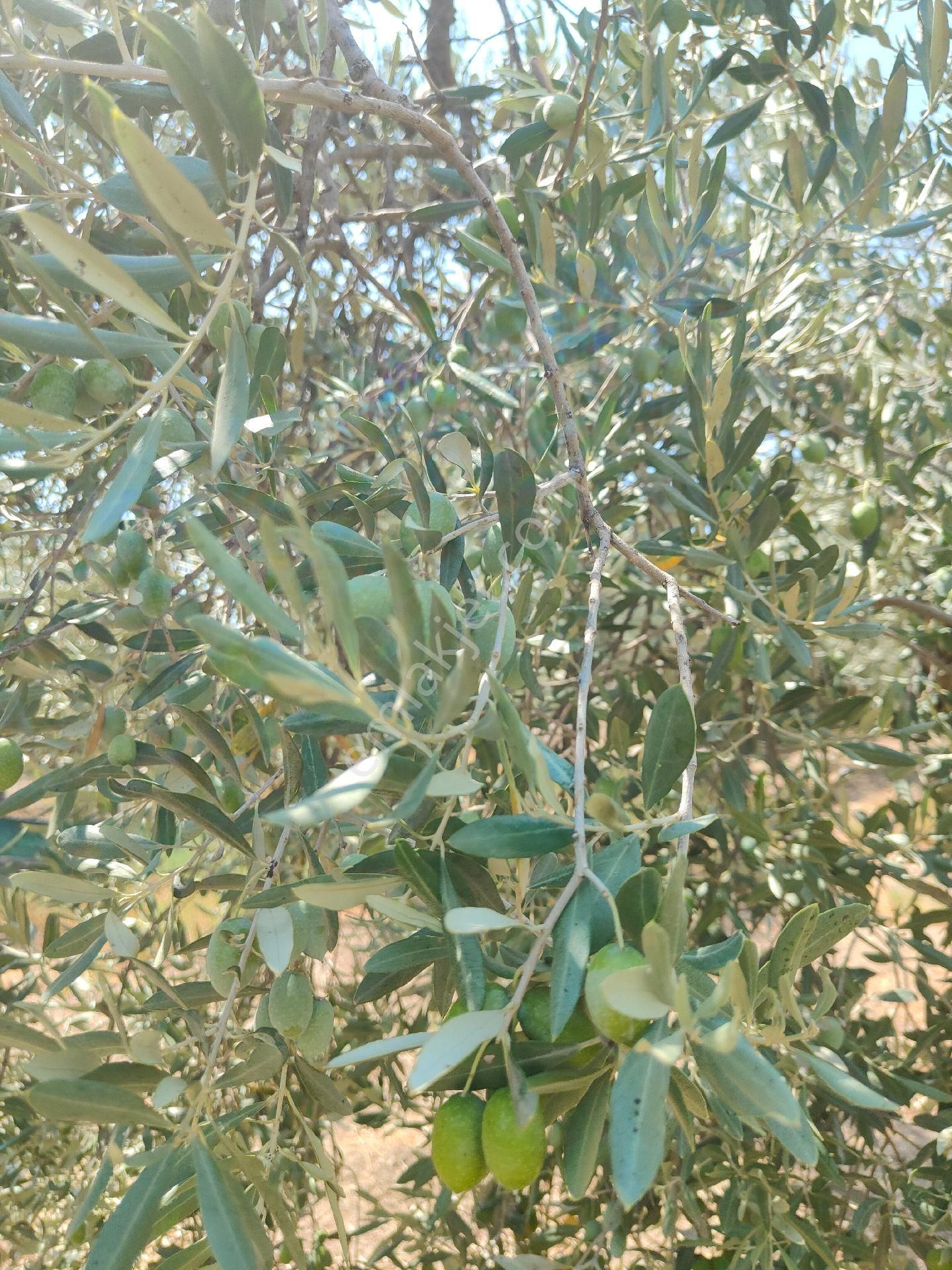 Bayındır Gayrimenkul - Bayındır Kizilcaova Satılık 2.571m2 Zeytinlik - Görsel 17