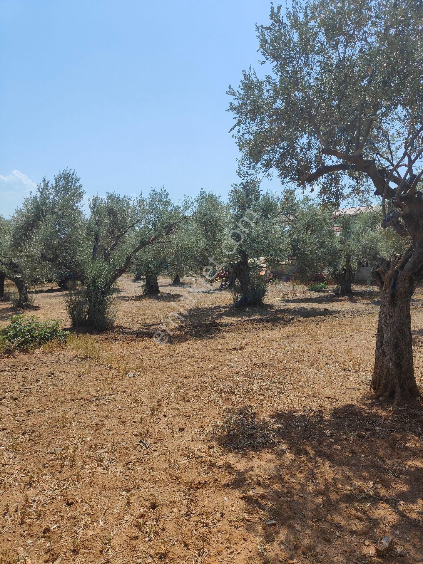 Bayındır Gayrimenkul - Bayındır Kizilcaova Satılık 2.571m2 Zeytinlik - Görsel 14