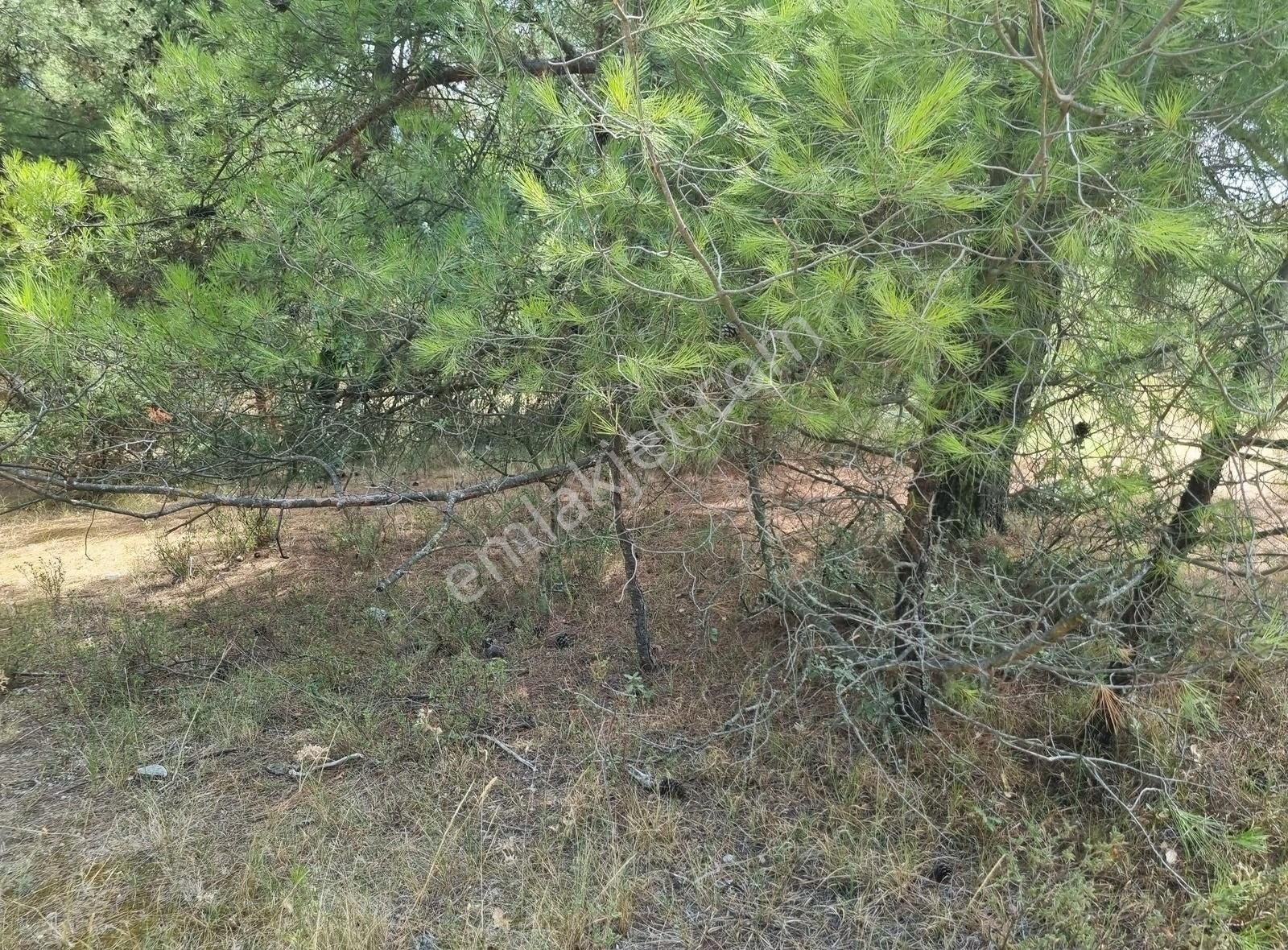 Pamukova Teşvikiye Mahallesinde Bungalov Luk 495 M² Arazi - Görsel 15