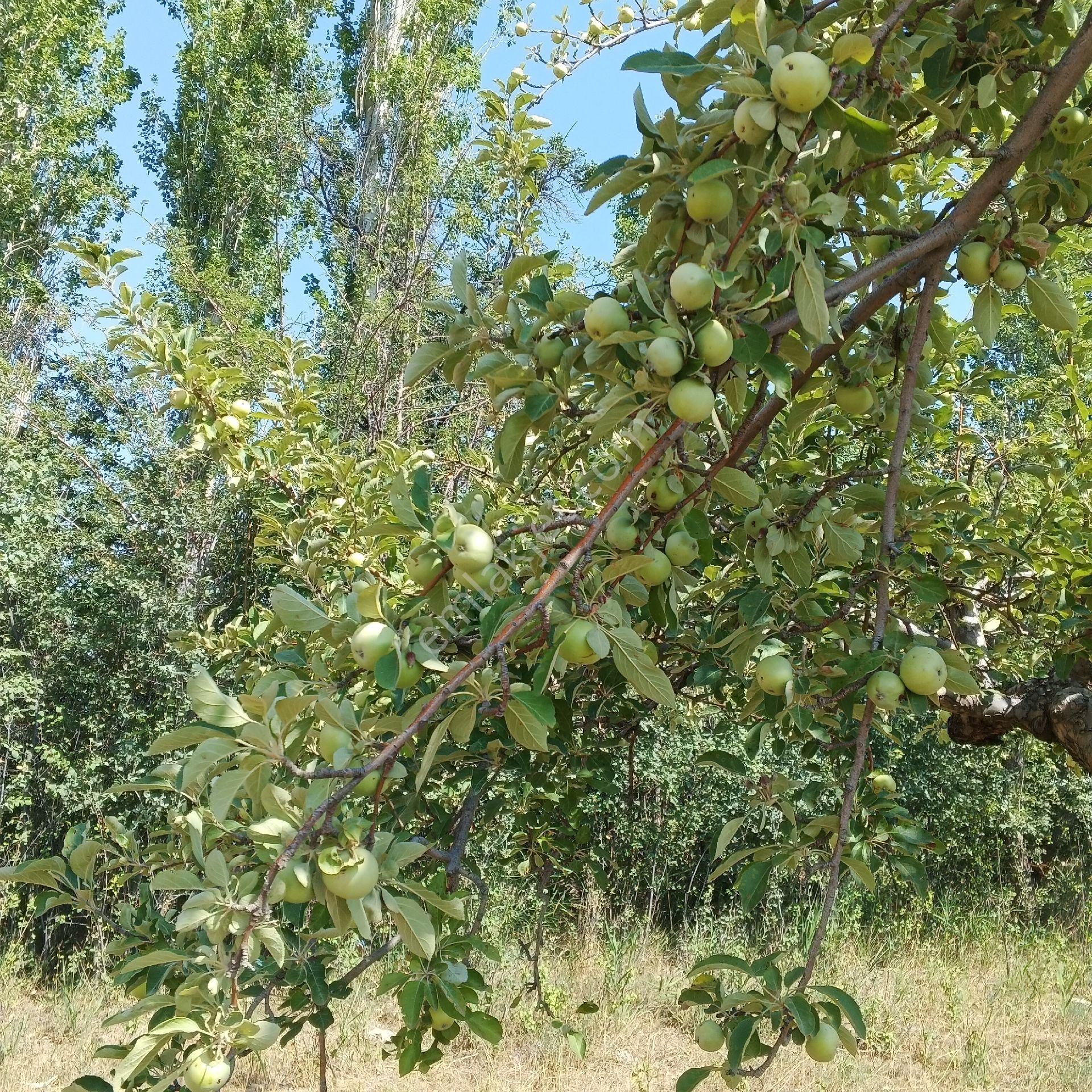 Niğde Merkez Aşlama Köyü Satılık Bağ & Bahçe NİĞDE AŞLAMA KÖYÜ ELMA BAHÇESİ 