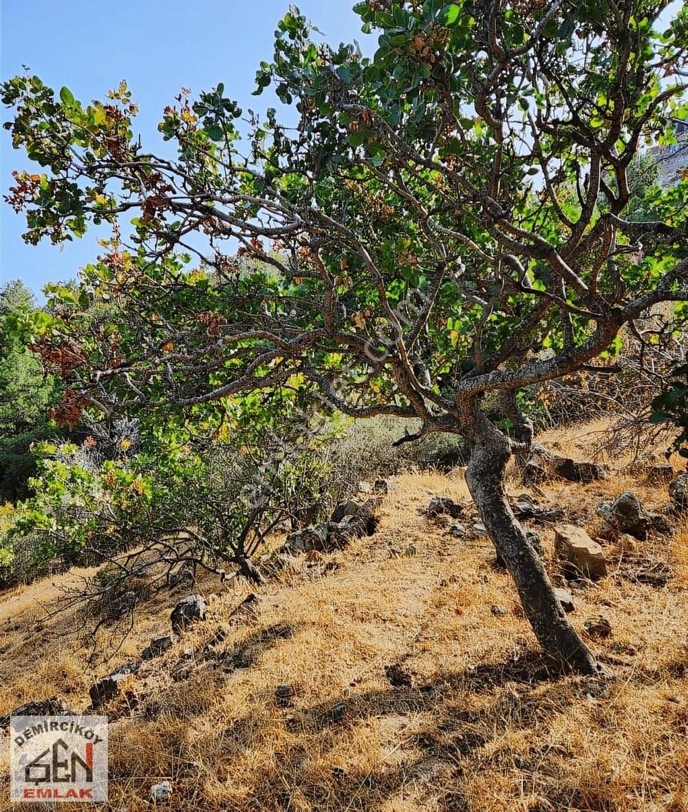 Şen Emlak' Tan Ahmetçe Köyünde Satılık Tarla - Görsel 8