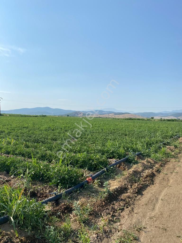 Bayındır Havuzbaşı Satılık Tarla  İzmir Bayındır'da Satılık Sulu Verimli Tarla 15 Dönüm