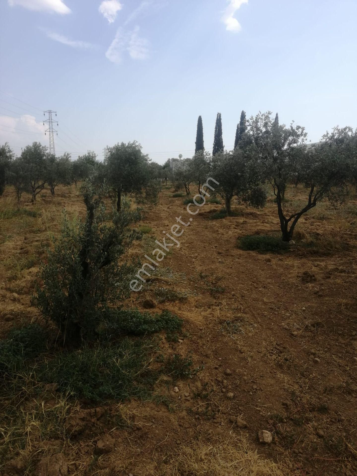 Menderes Turyap'tan Dereköy'de 3002 M² Tek Tapu Satılık Tarla - Görsel 16