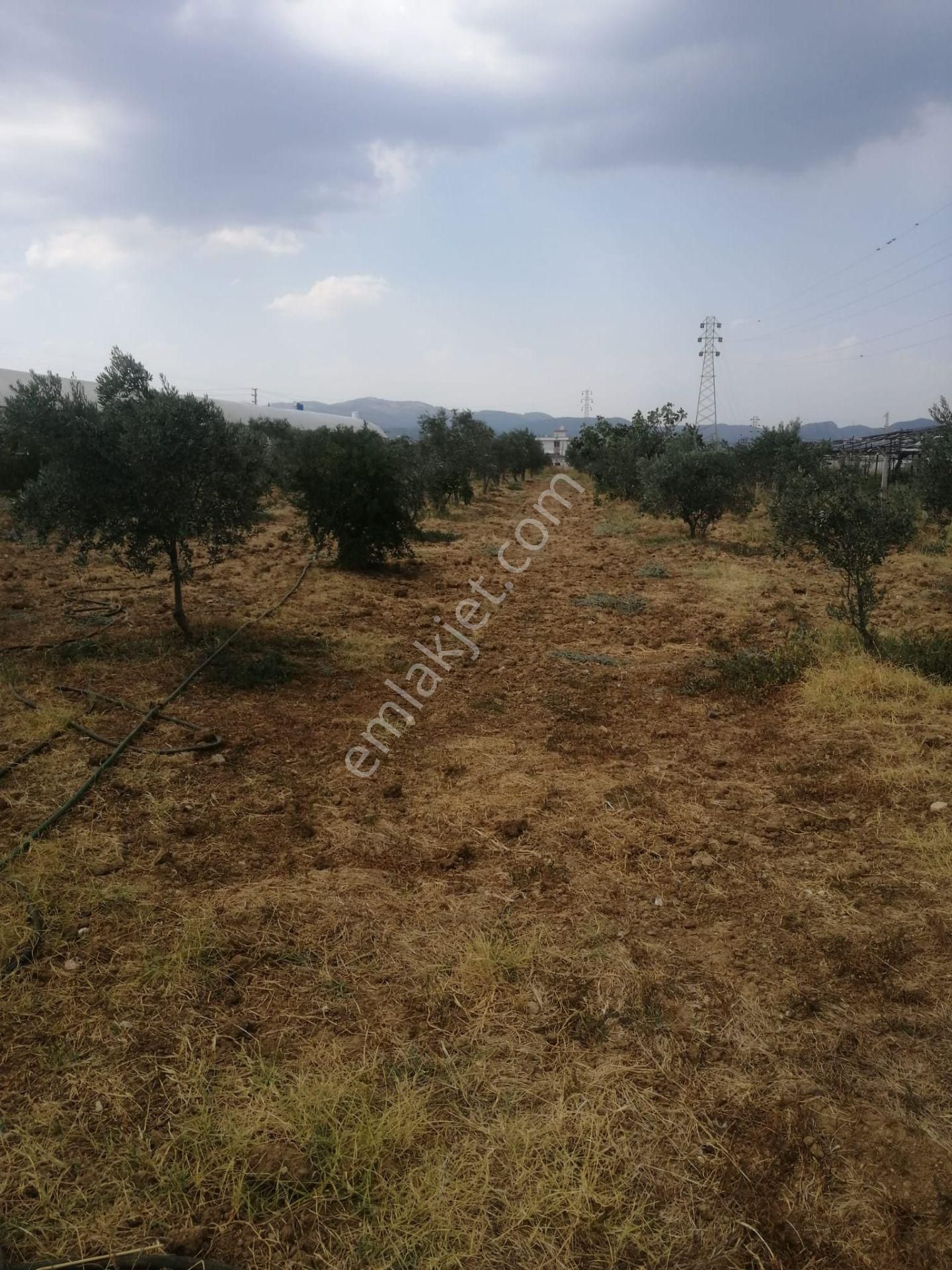 Menderes Turyap'tan Dereköy'de 3002 M² Tek Tapu Satılık Tarla - Görsel 5