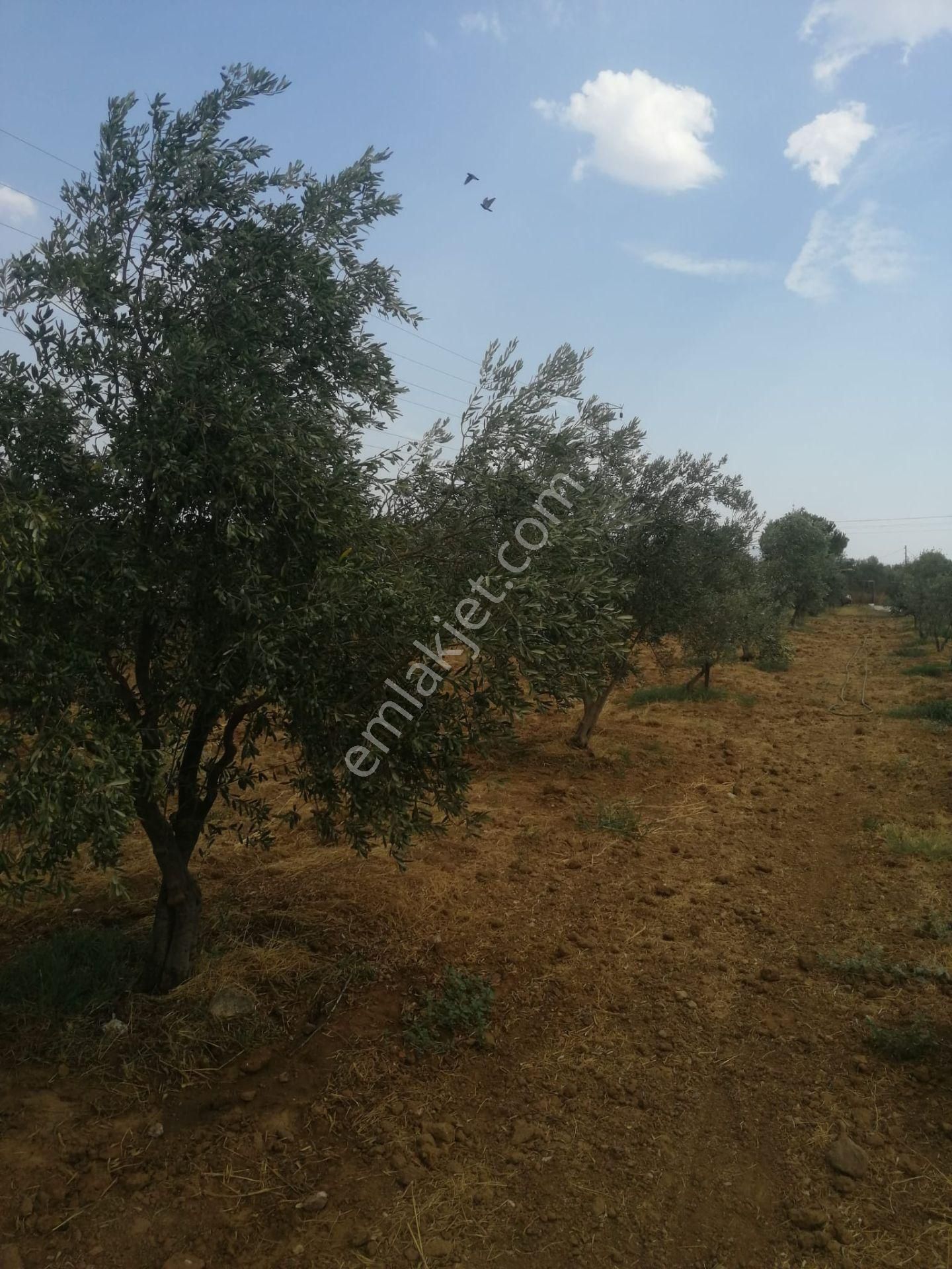 Menderes Turyap'tan Dereköy'de 3002 M² Tek Tapu Satılık Tarla - Görsel 19