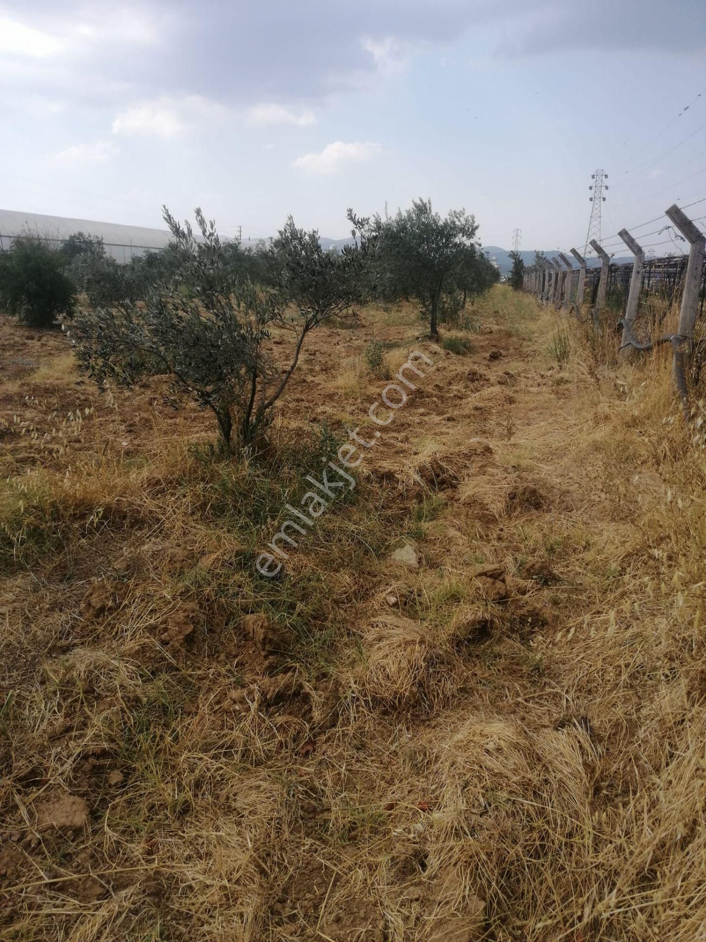 Menderes Turyap'tan Dereköy'de 3002 M² Tek Tapu Satılık Tarla - Görsel 2