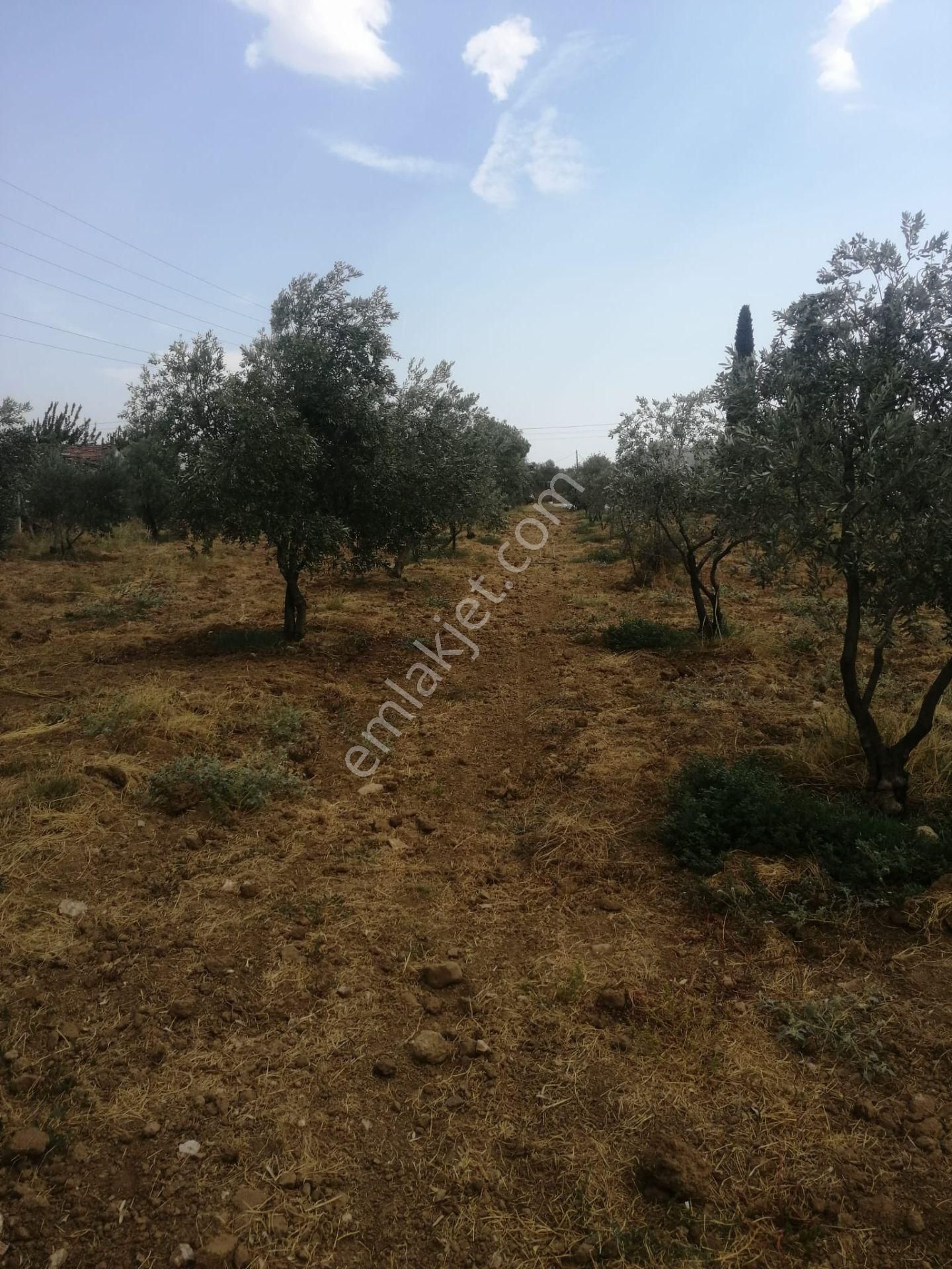 Menderes Turyap'tan Dereköy'de 3002 M² Tek Tapu Satılık Tarla - Görsel 18