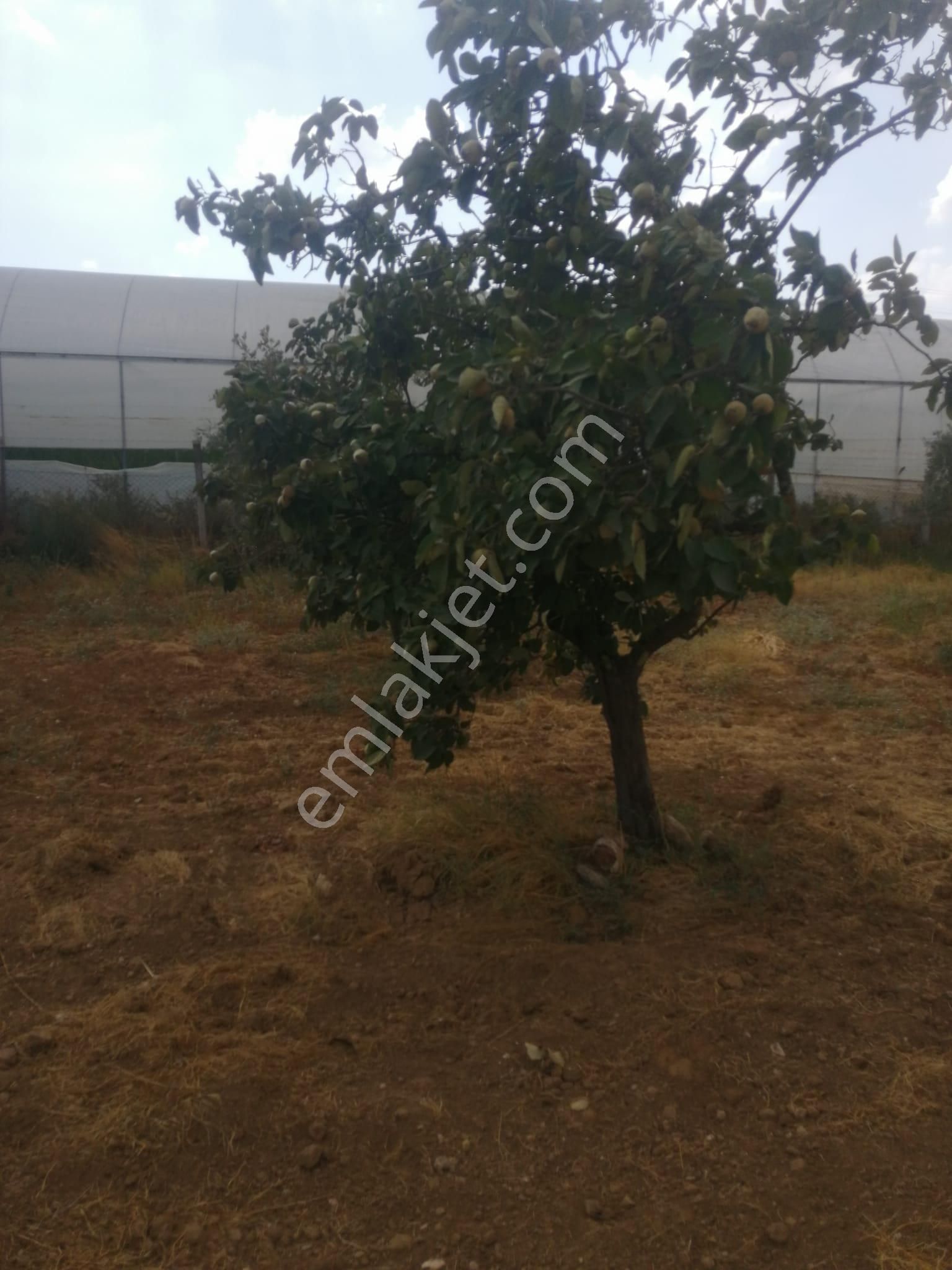 Menderes Turyap'tan Dereköy'de 3002 M² Tek Tapu Satılık Tarla - Görsel 15