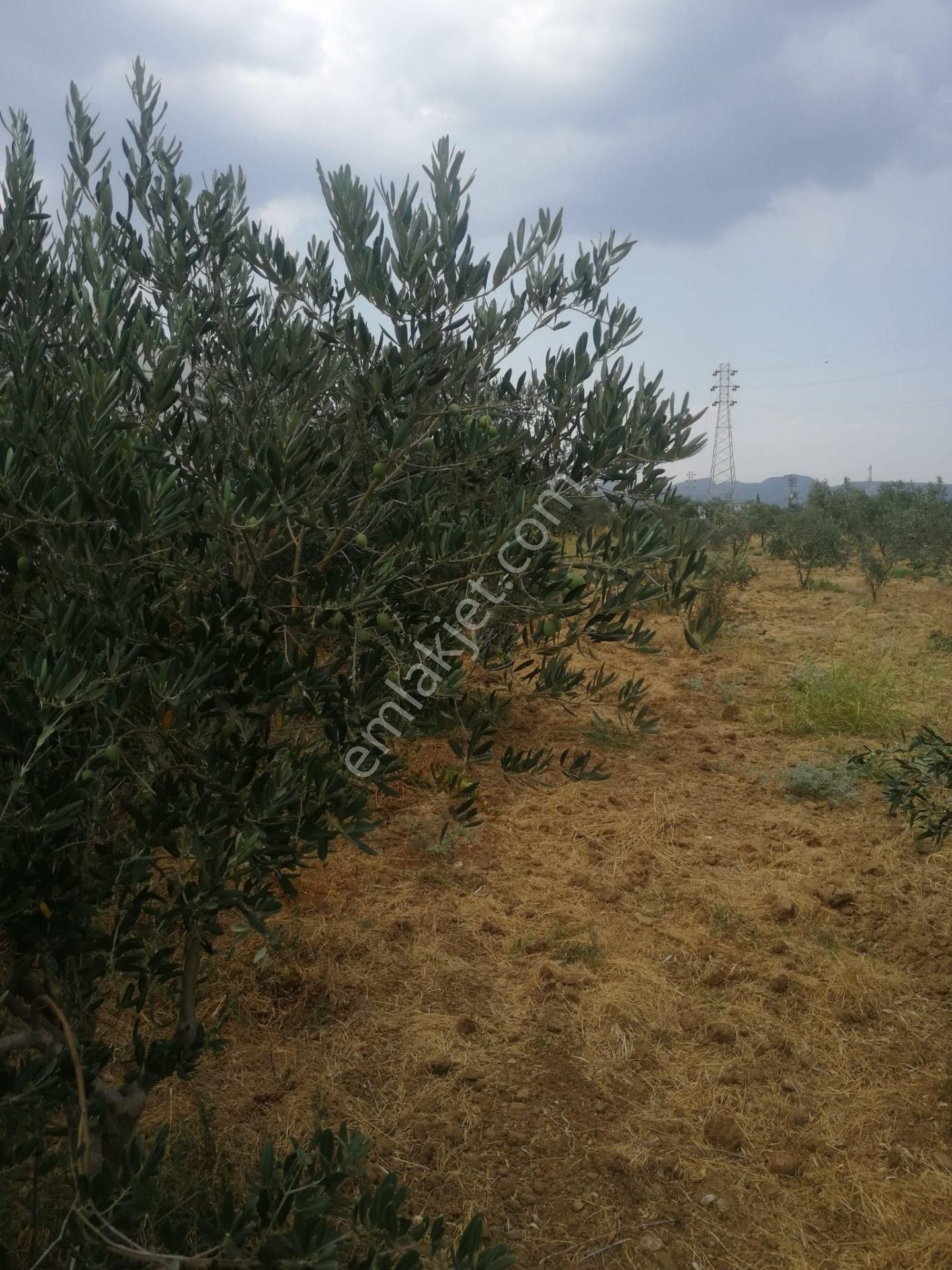 Menderes Turyap'tan Dereköy'de 3002 M² Tek Tapu Satılık Tarla - Görsel 12