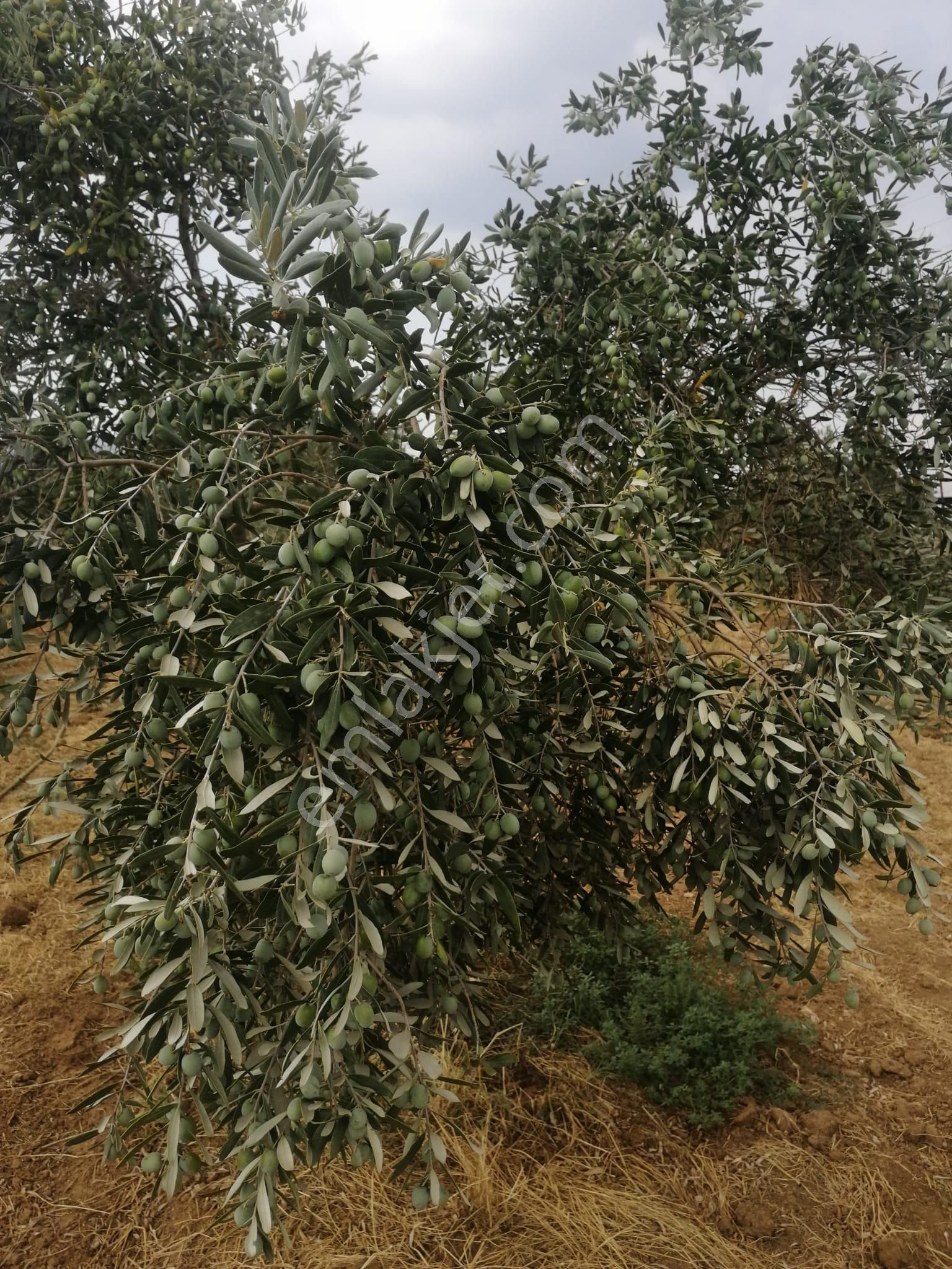 Menderes Turyap'tan Dereköy'de 3002 M² Tek Tapu Satılık Tarla - Görsel 13