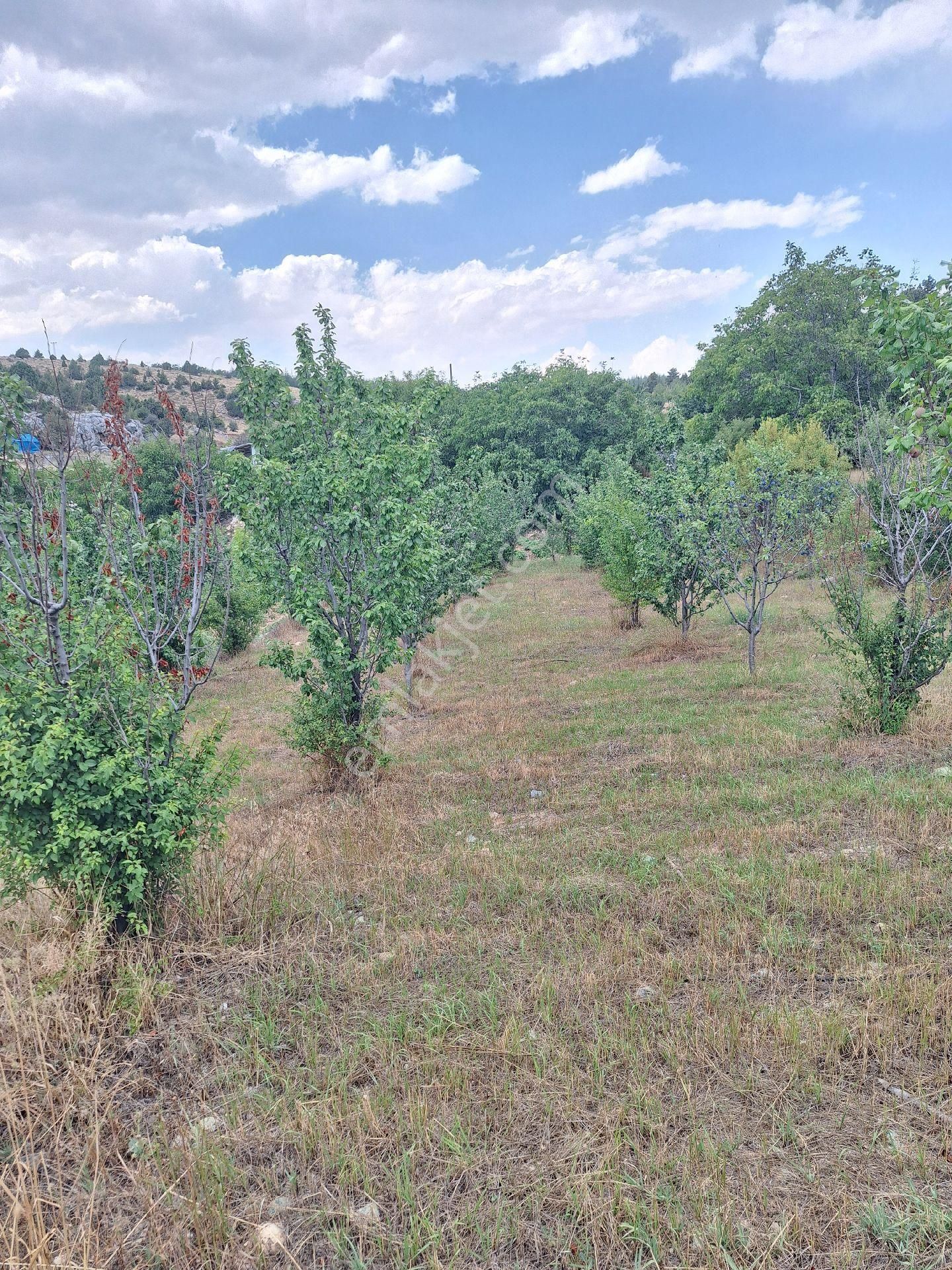 Erdemli Sorgun Satılık Tarla LİDYA'DAN SATILIK ERİK BAHÇESİ