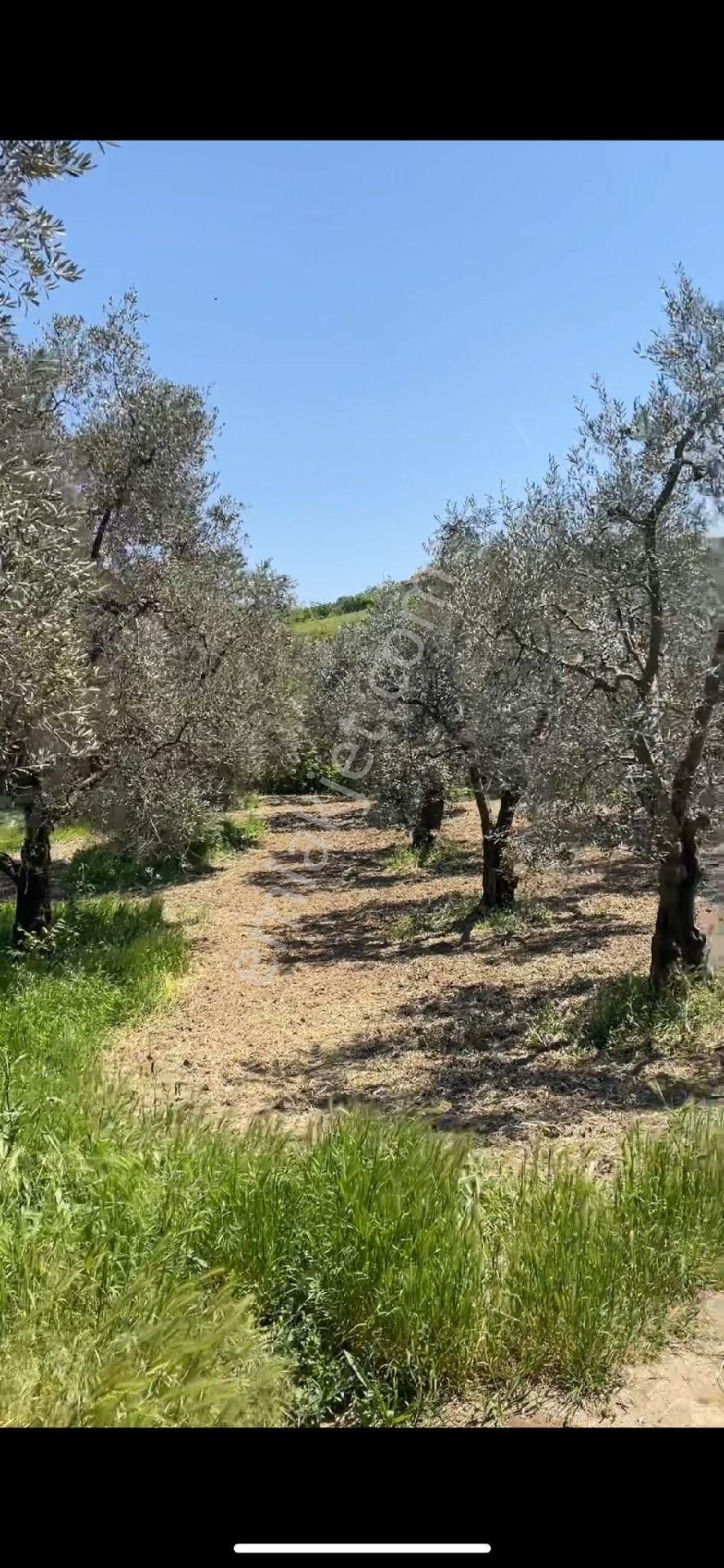 İznik Derbent Satılık Zeytinlik zeytinlik ve fındık 