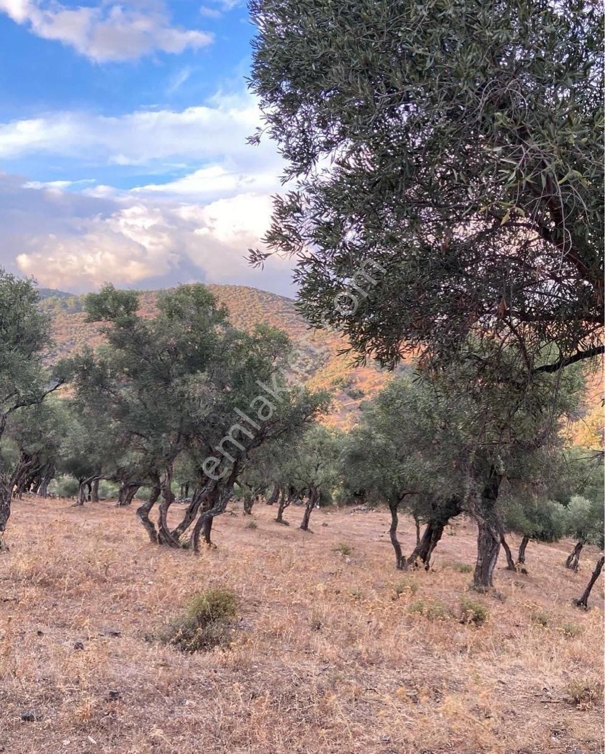 Bayındır Gaziler Satılık Zeytinlik Gazilerde düz zeytin bahçesi. Bungalova uygun