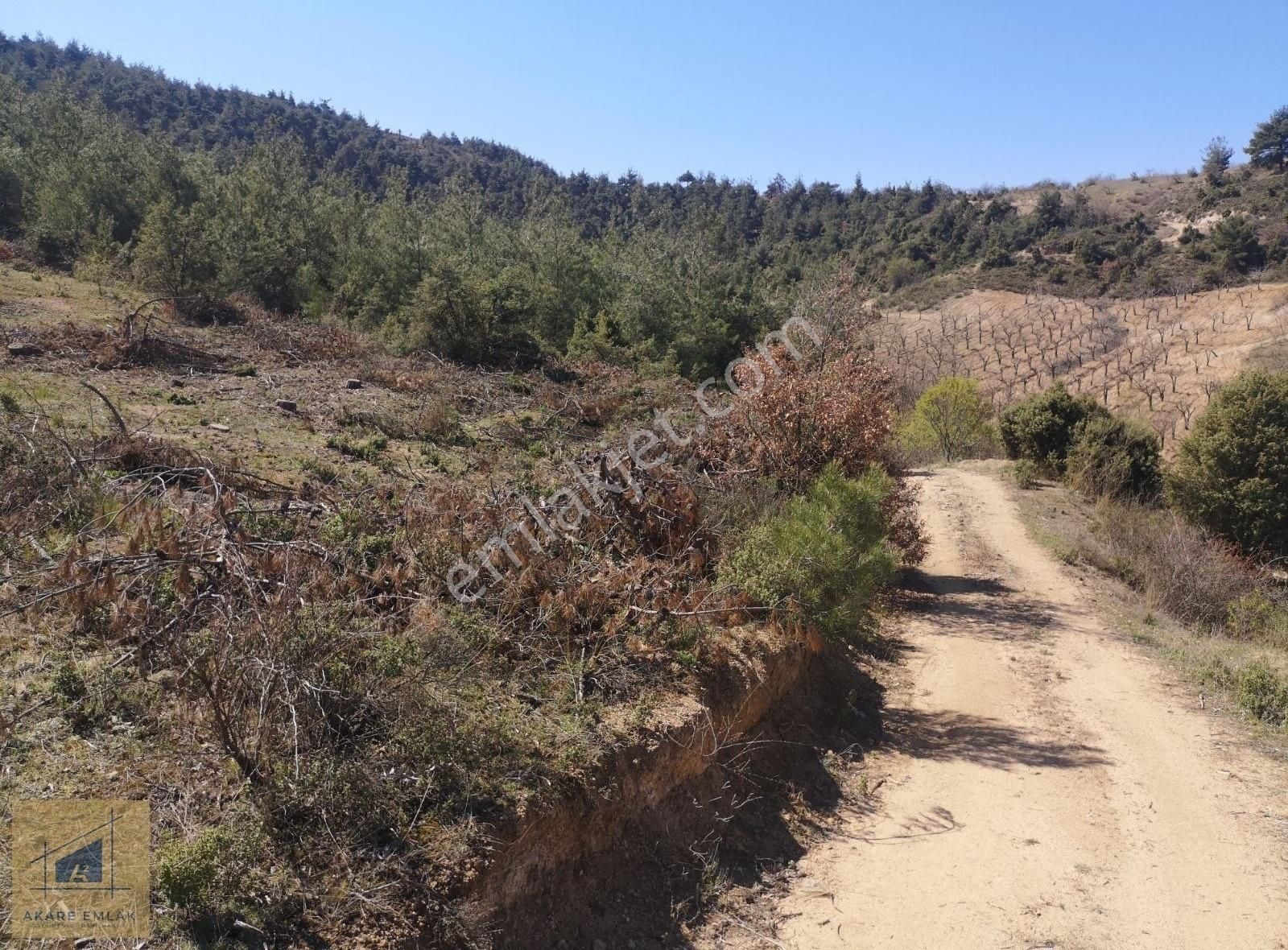 Söğüt Küre Köyü (Merkez) Satılık Tarla Bilecik Söğüt Kürede Kadastro Yol Kenarı Tarla