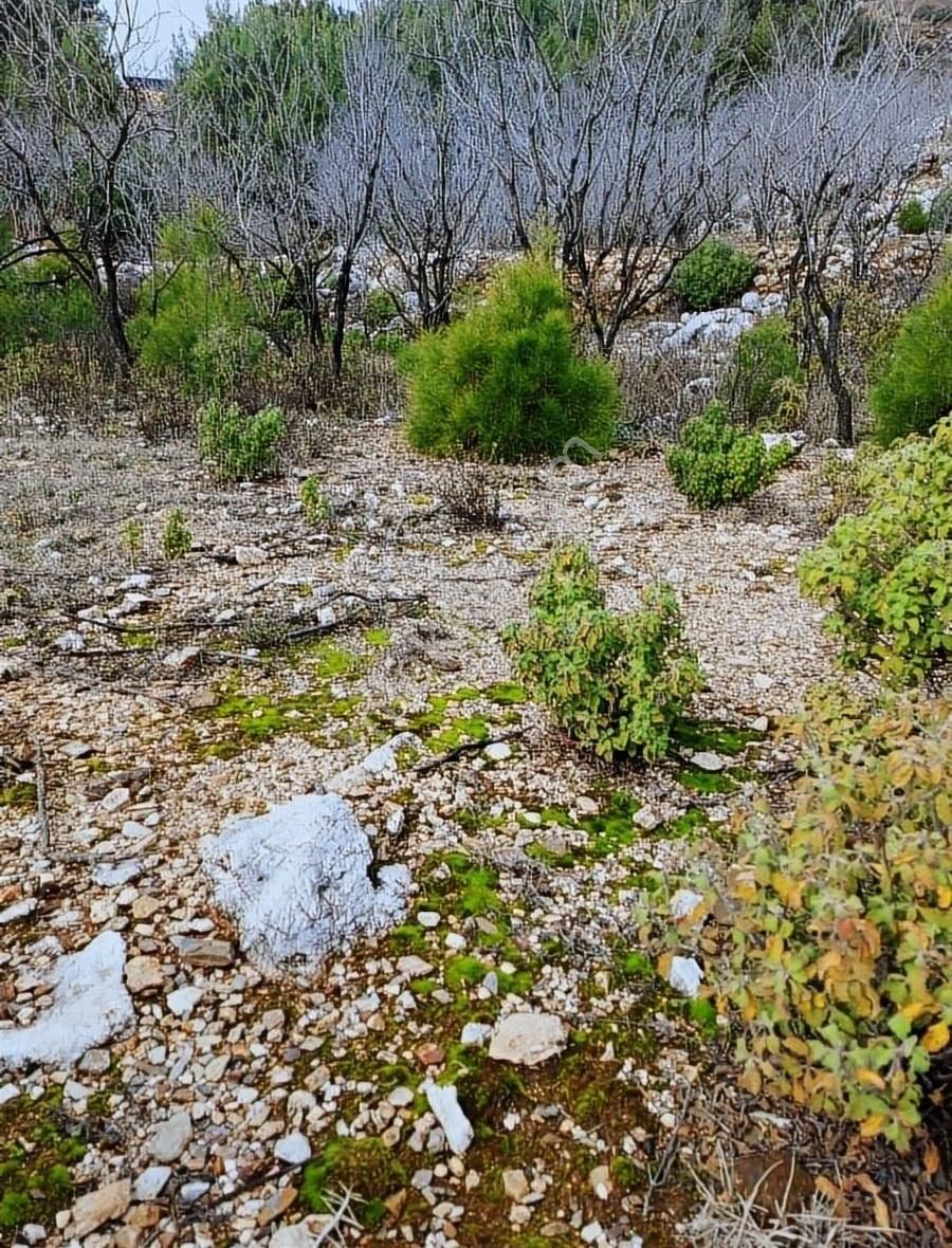 Alanya Bademağacı Satılık Tarla Alanya Bademağacı Mahallesi Satılık Tarla